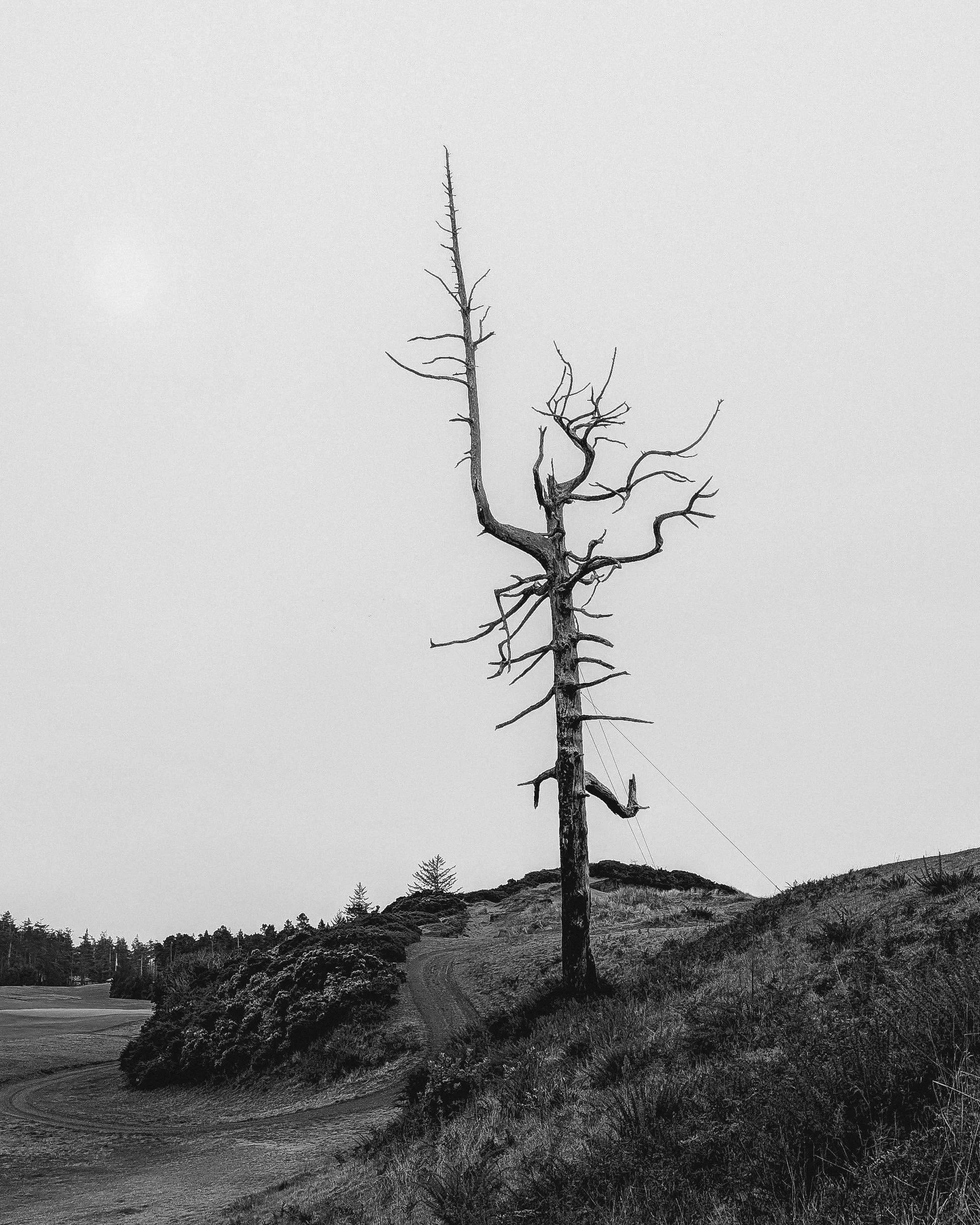 FINAL DD65- Bandon.JPG