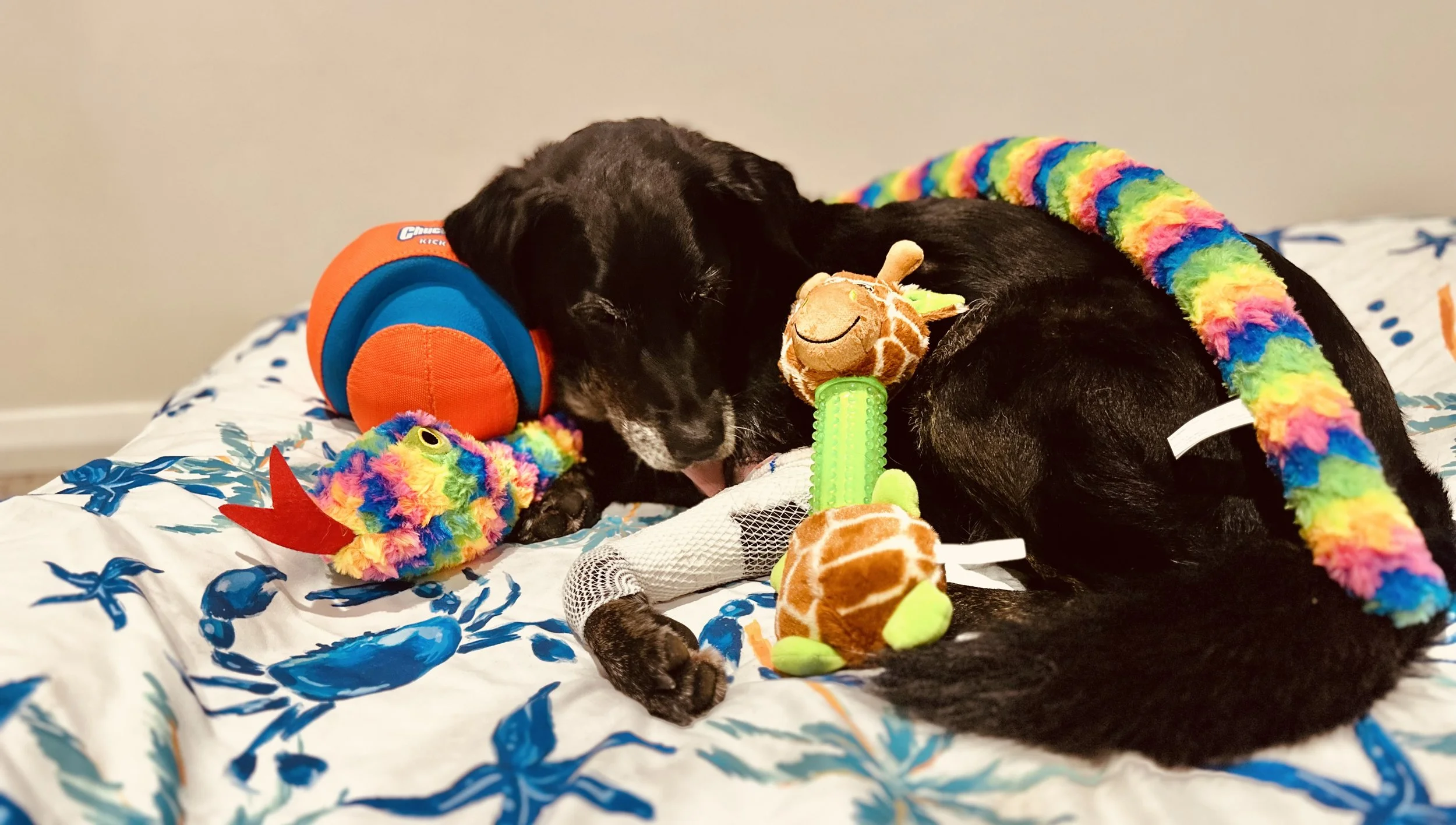 THE ZEUS DIARIES — PART THREE - What happens when a rescue dog becomes TOO expensive?</span>