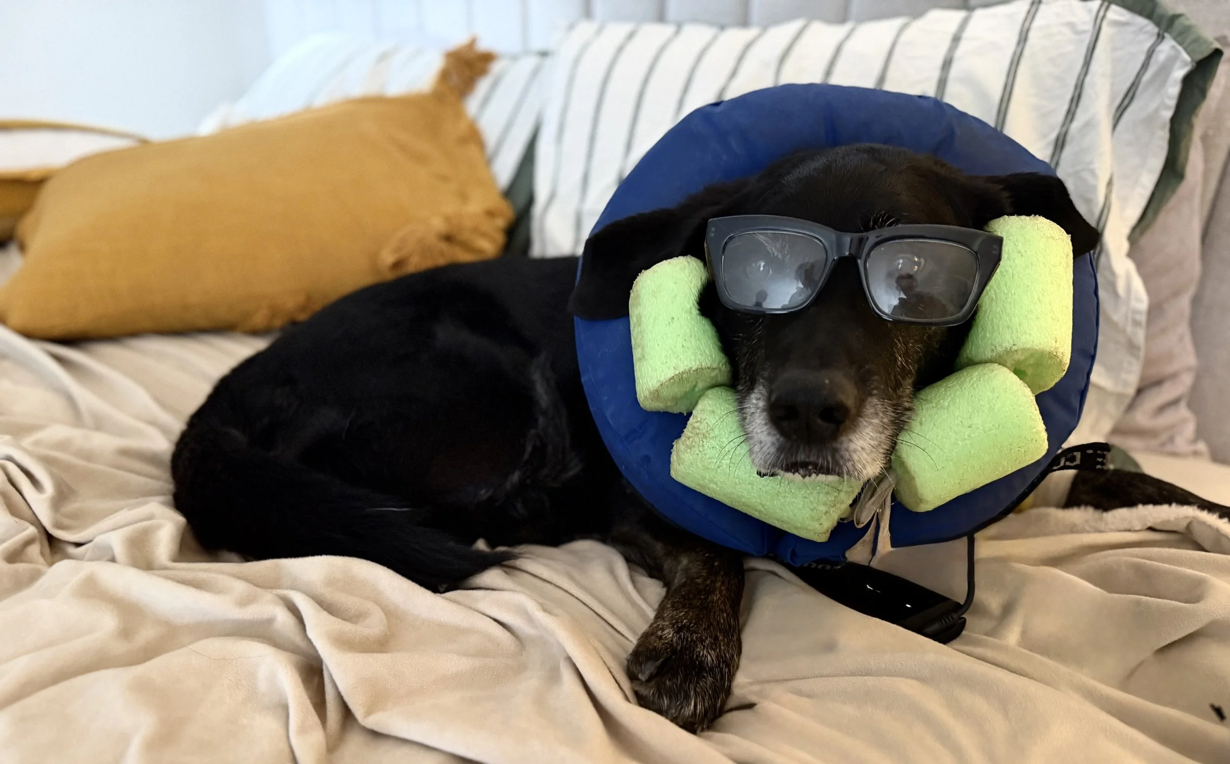 PART FOUR — THE COST YOU DON’T SEE ON THE VET BILL