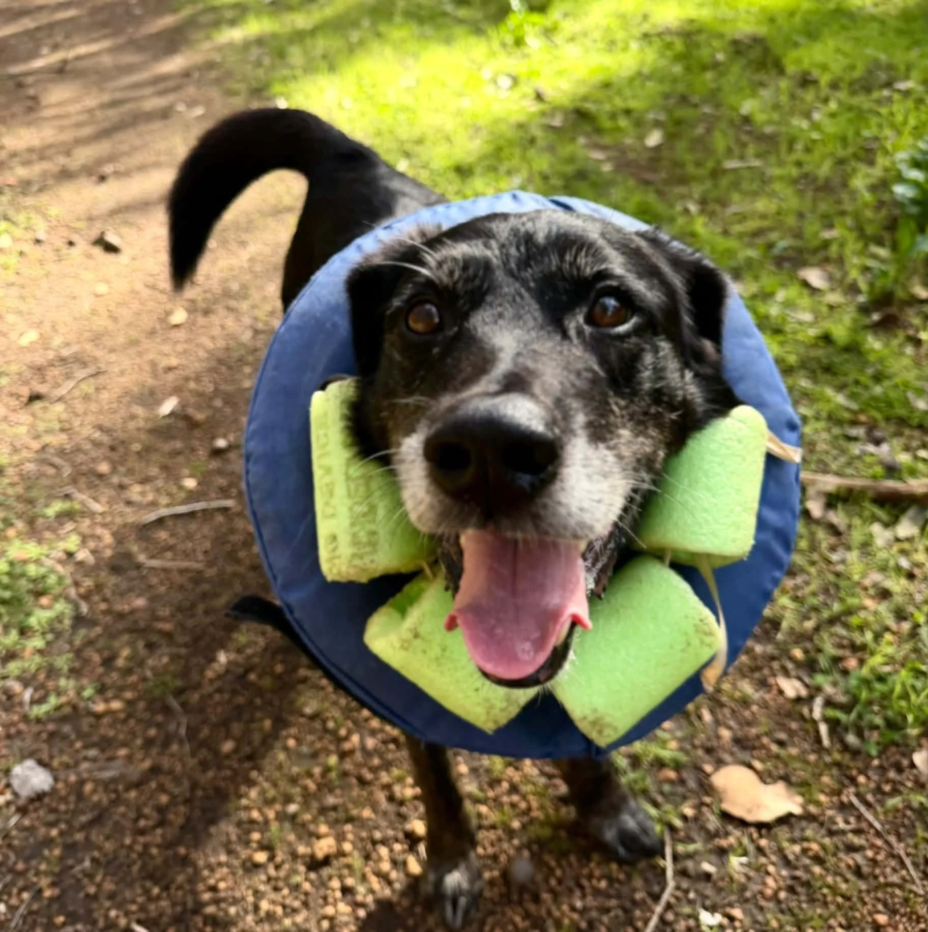 Part Three: What happens when a rescue Dog becomes too expensive?