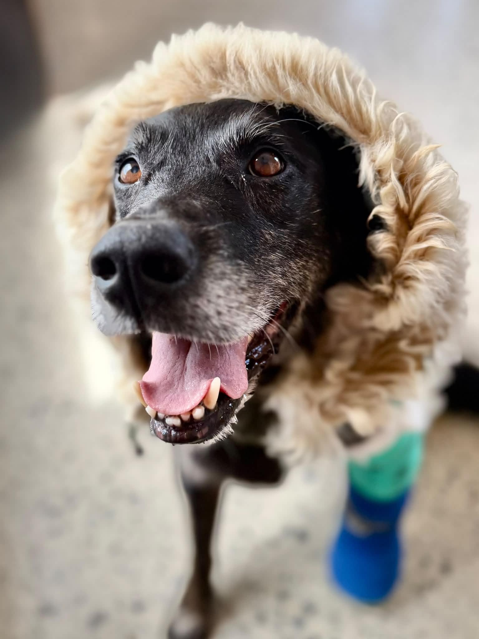 Part Four: The cost you don’t see on the vet bill