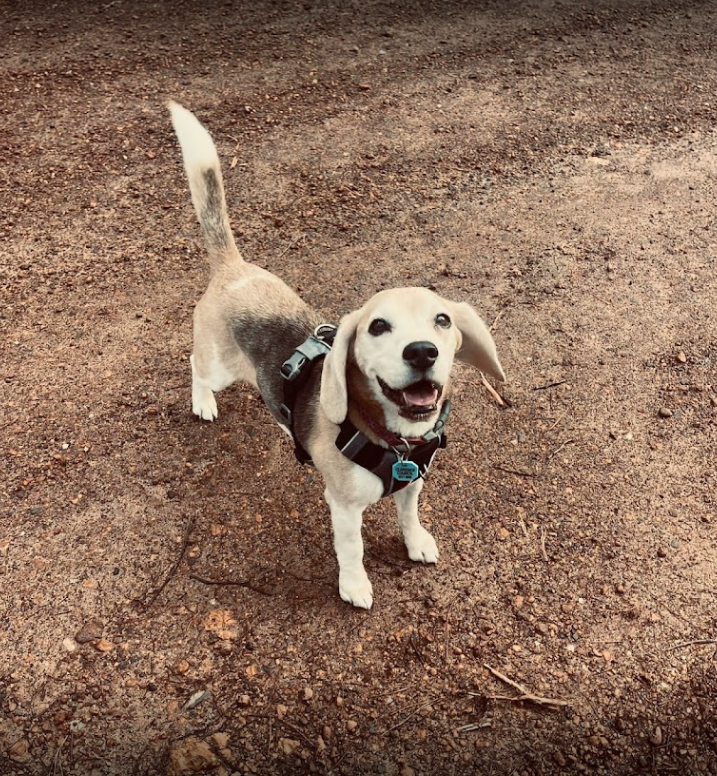 Screenshot 2024-07-01 at 11.45.33 AM.png