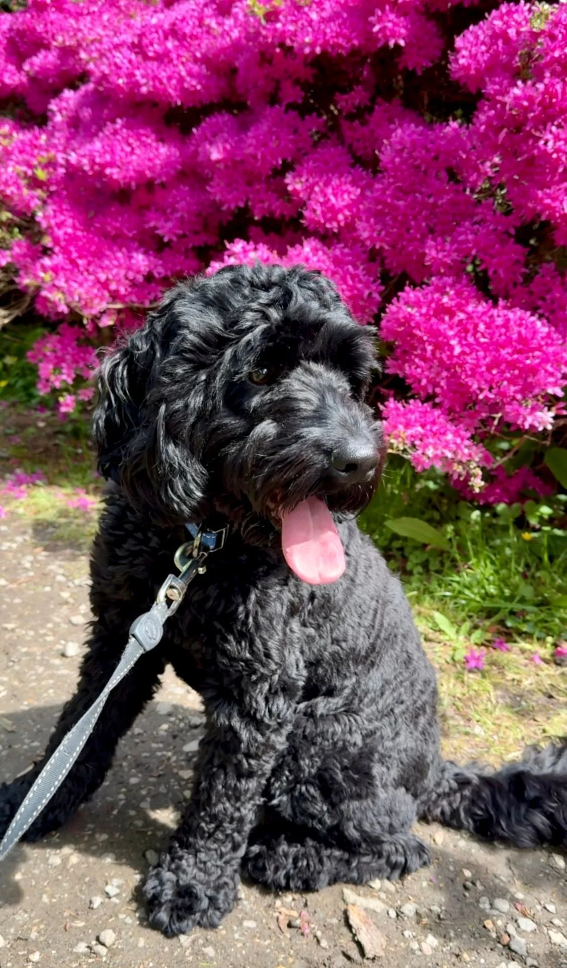 A black cockapoo sits calmly in front of pink flowers