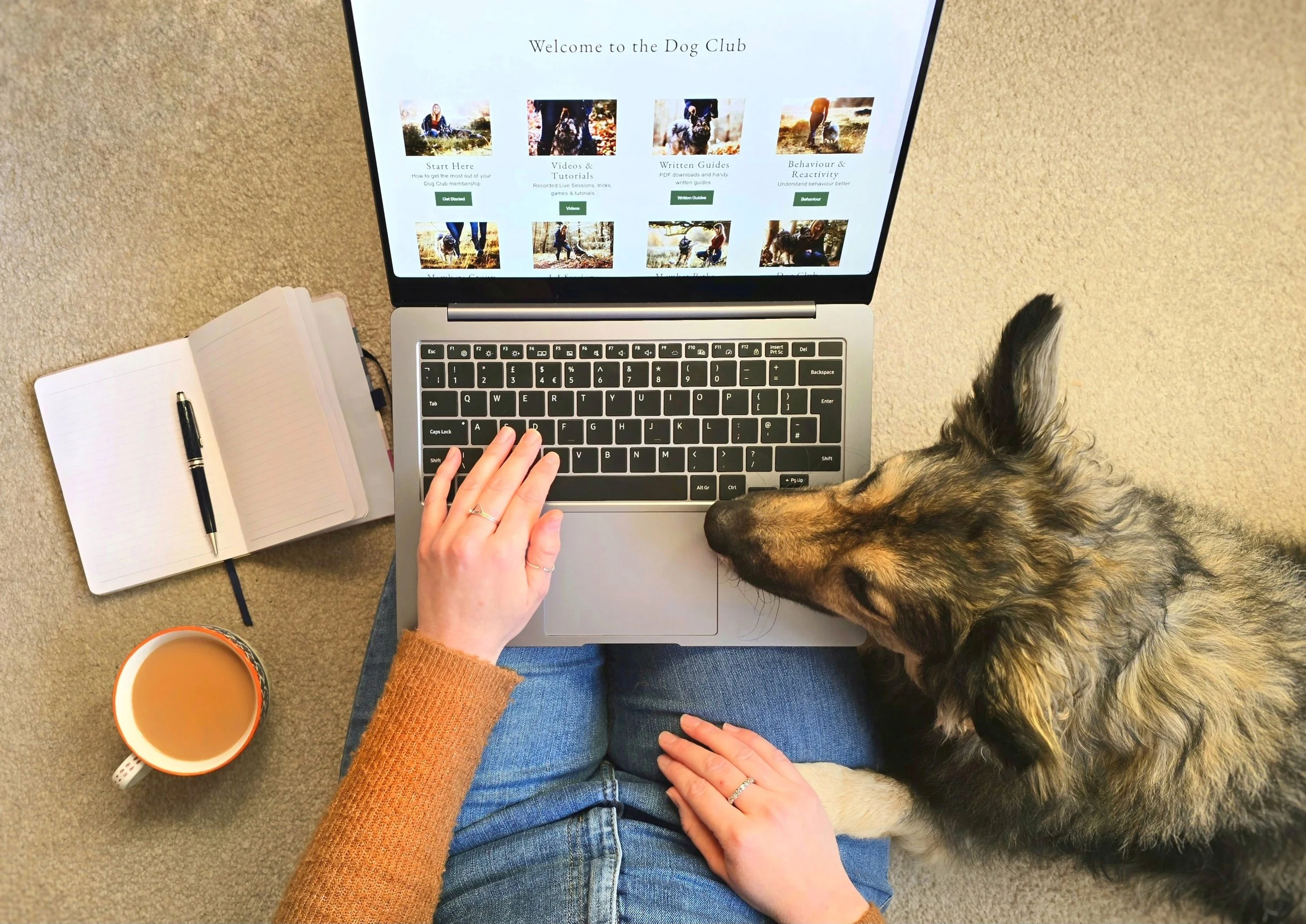 Top-Rated Online Courses for Rescue Dog Training