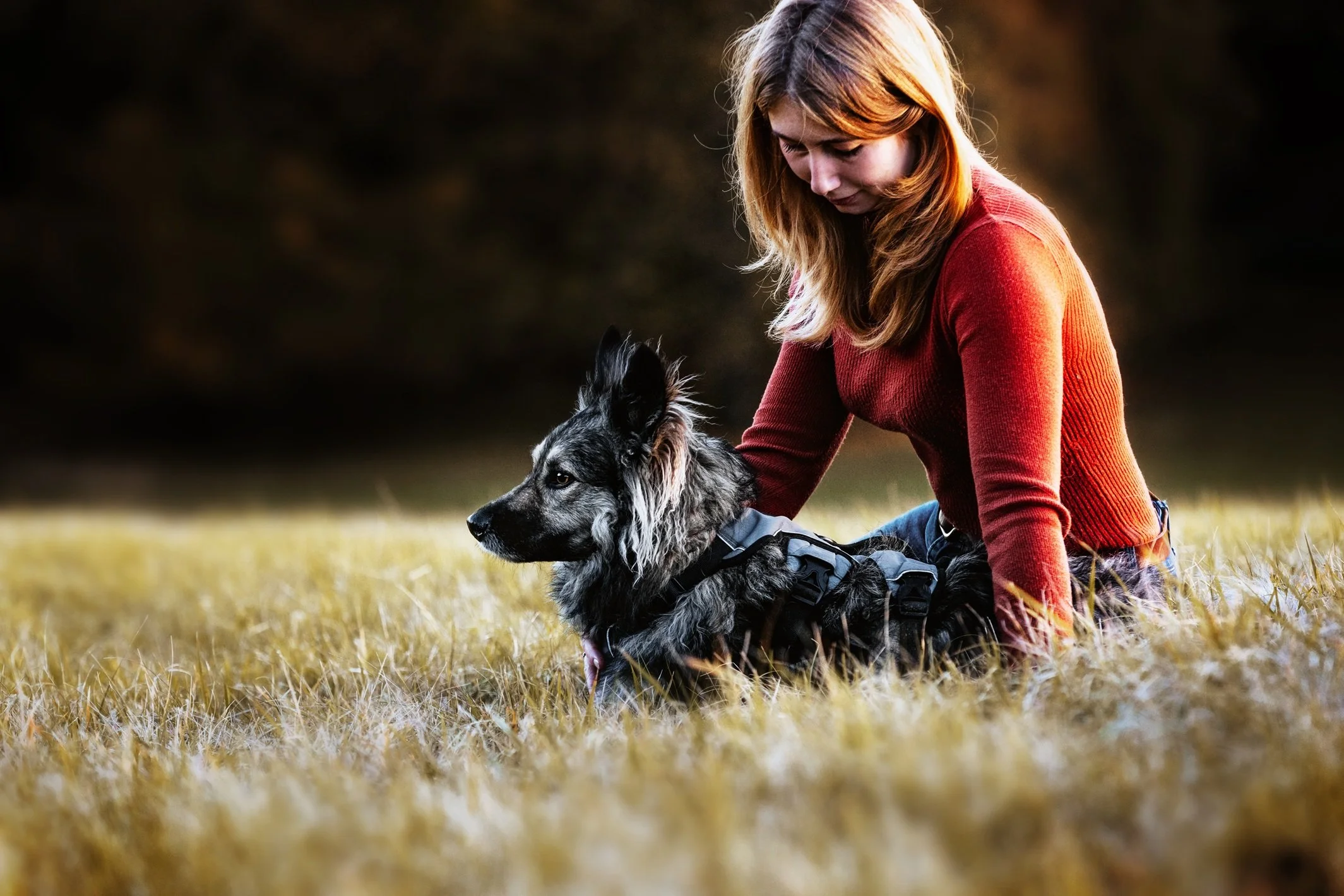 Buy calming aids for anxious rescue dogs online UK