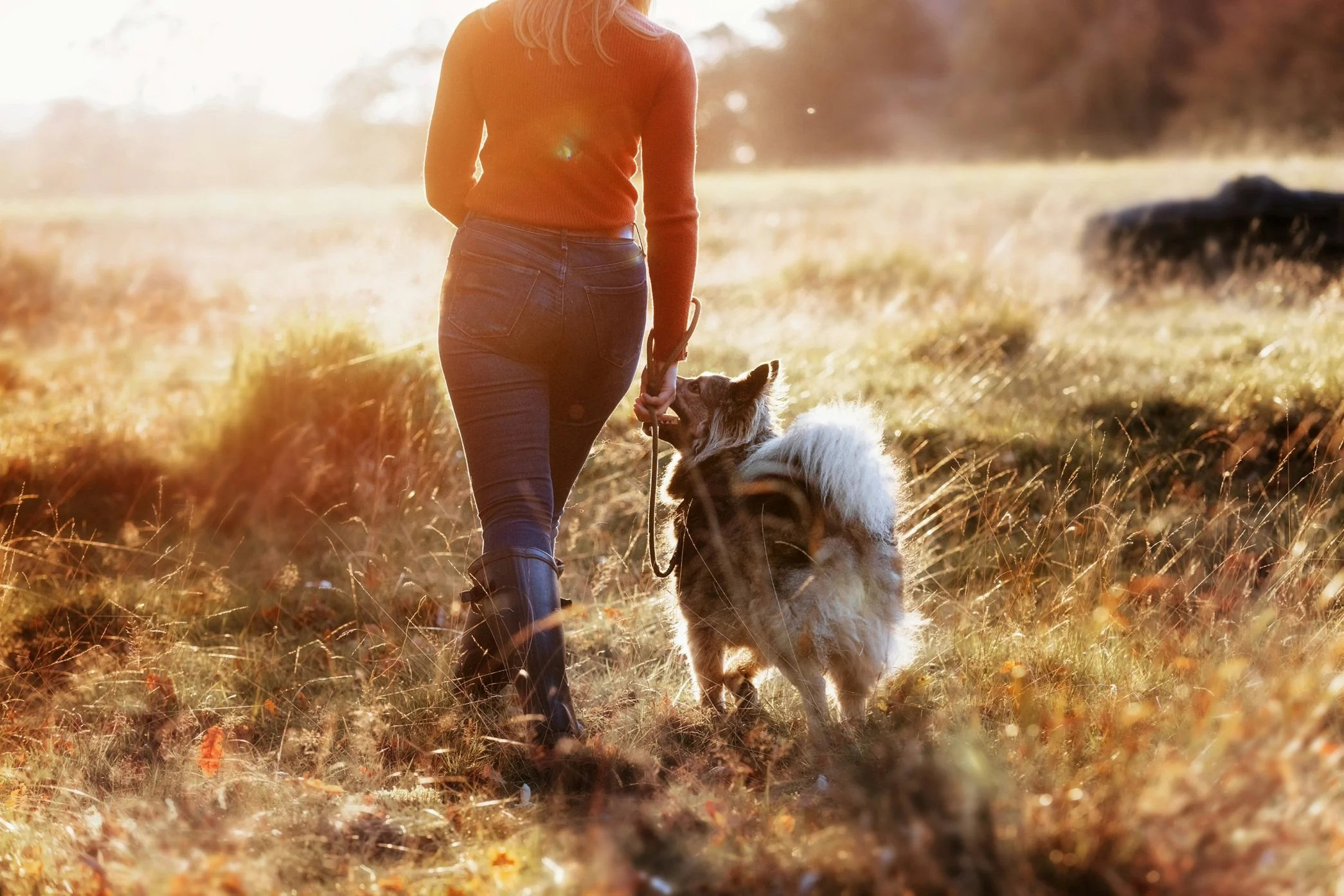 How to choose the best training tools for rescue dogs