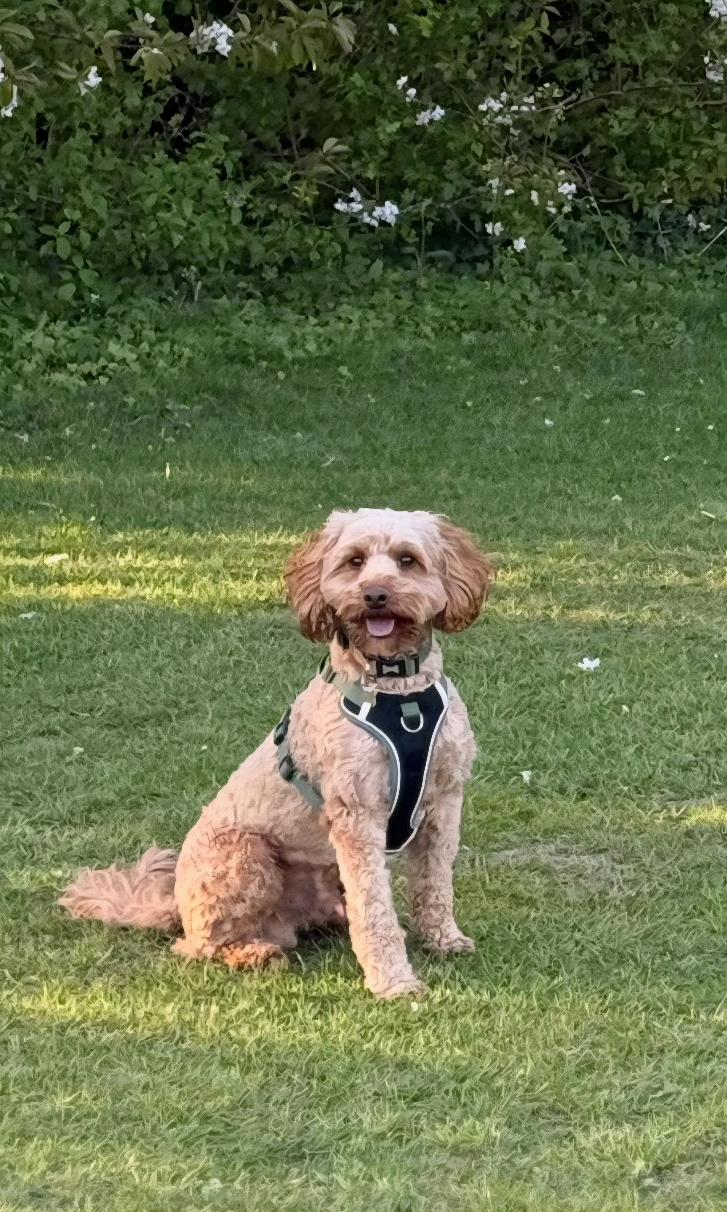 Reactive Cockerpoo now sits calmly in a field enjoying his walk after behavioural support from Molly at Raising My Rescue