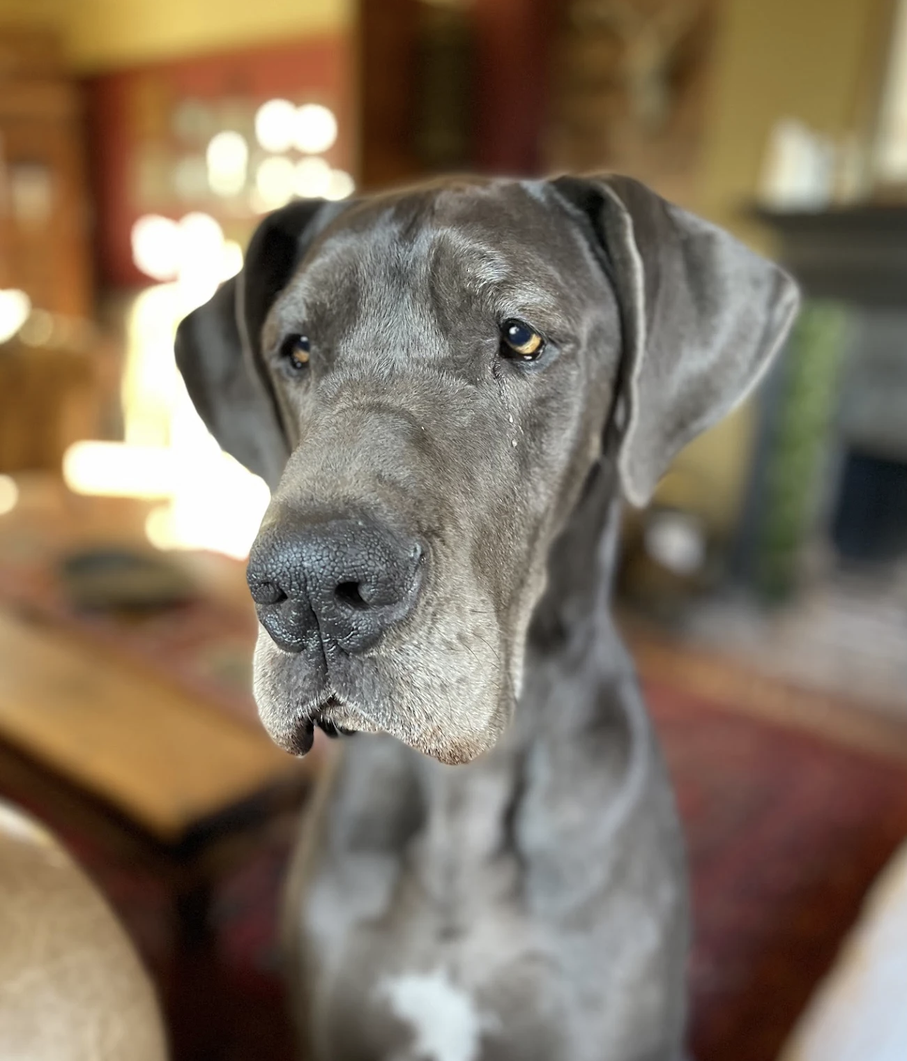 A Great Dane dog looks thoughtful and calm
