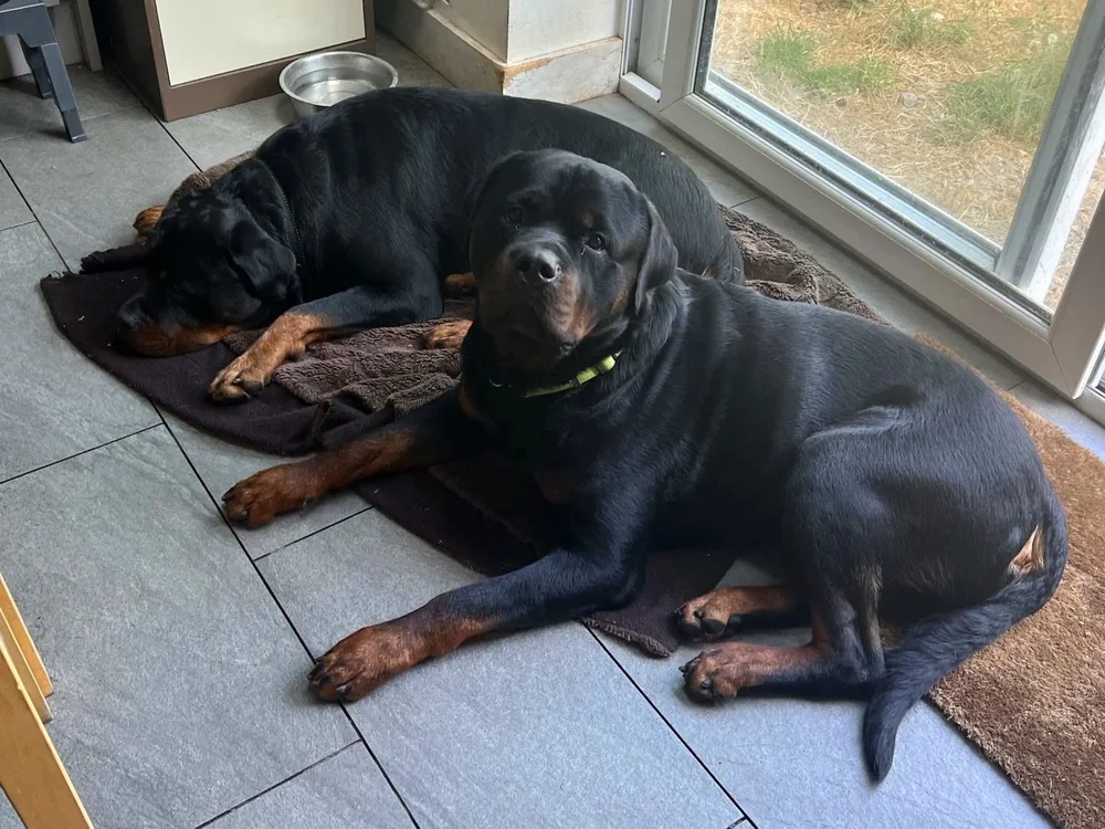 Dog resting by a window