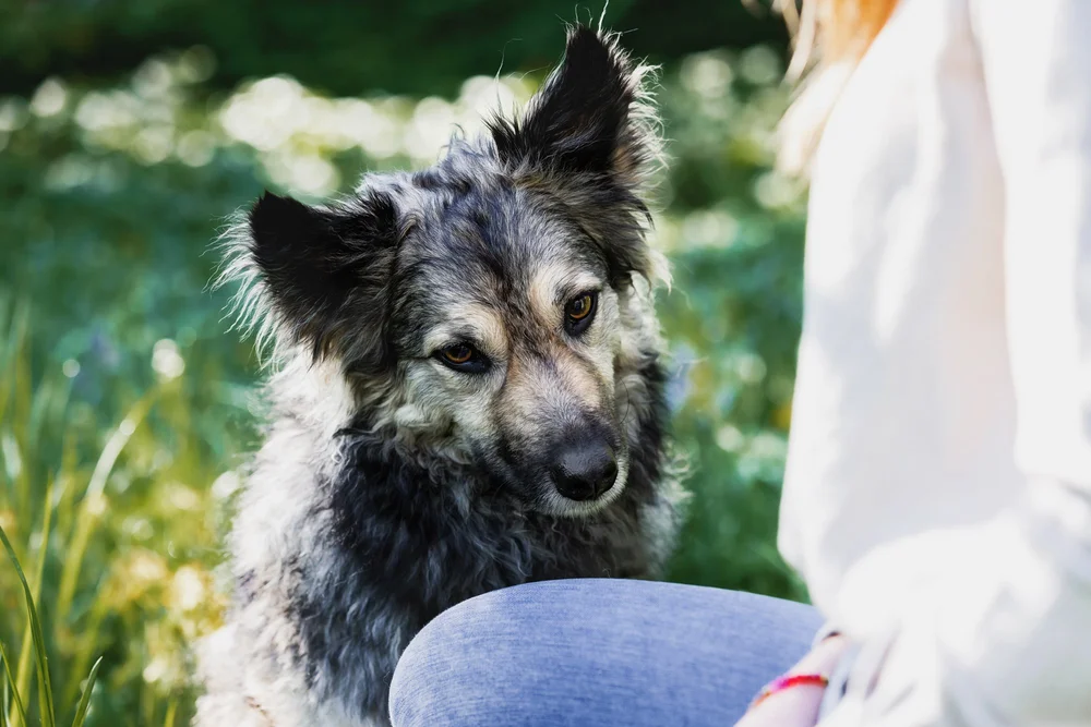 Fluffy rescue dog looking up