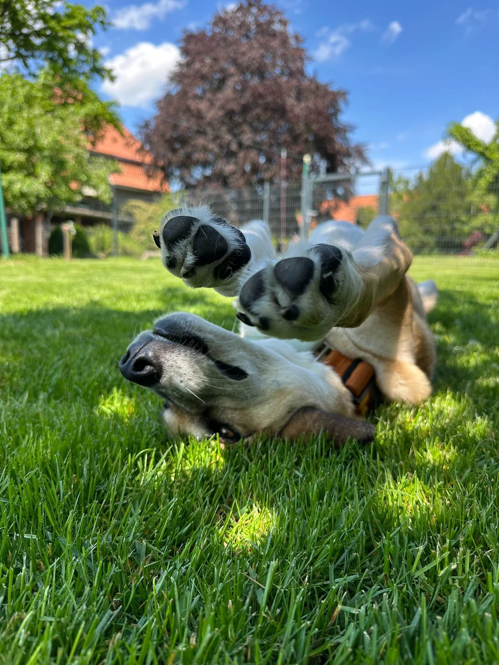 Dogs playing on the grass
