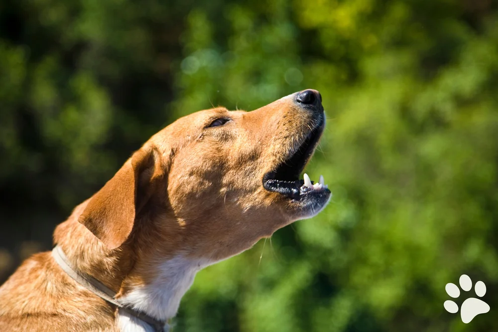 Dog barking