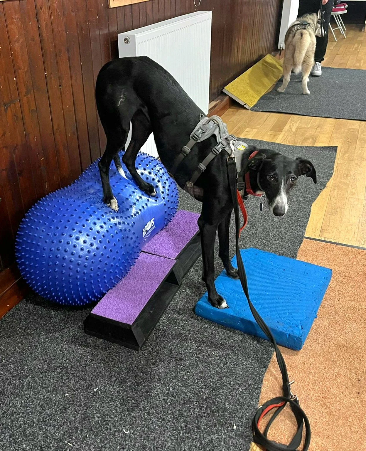 Live Session - Proprioception (Canine Fitness)