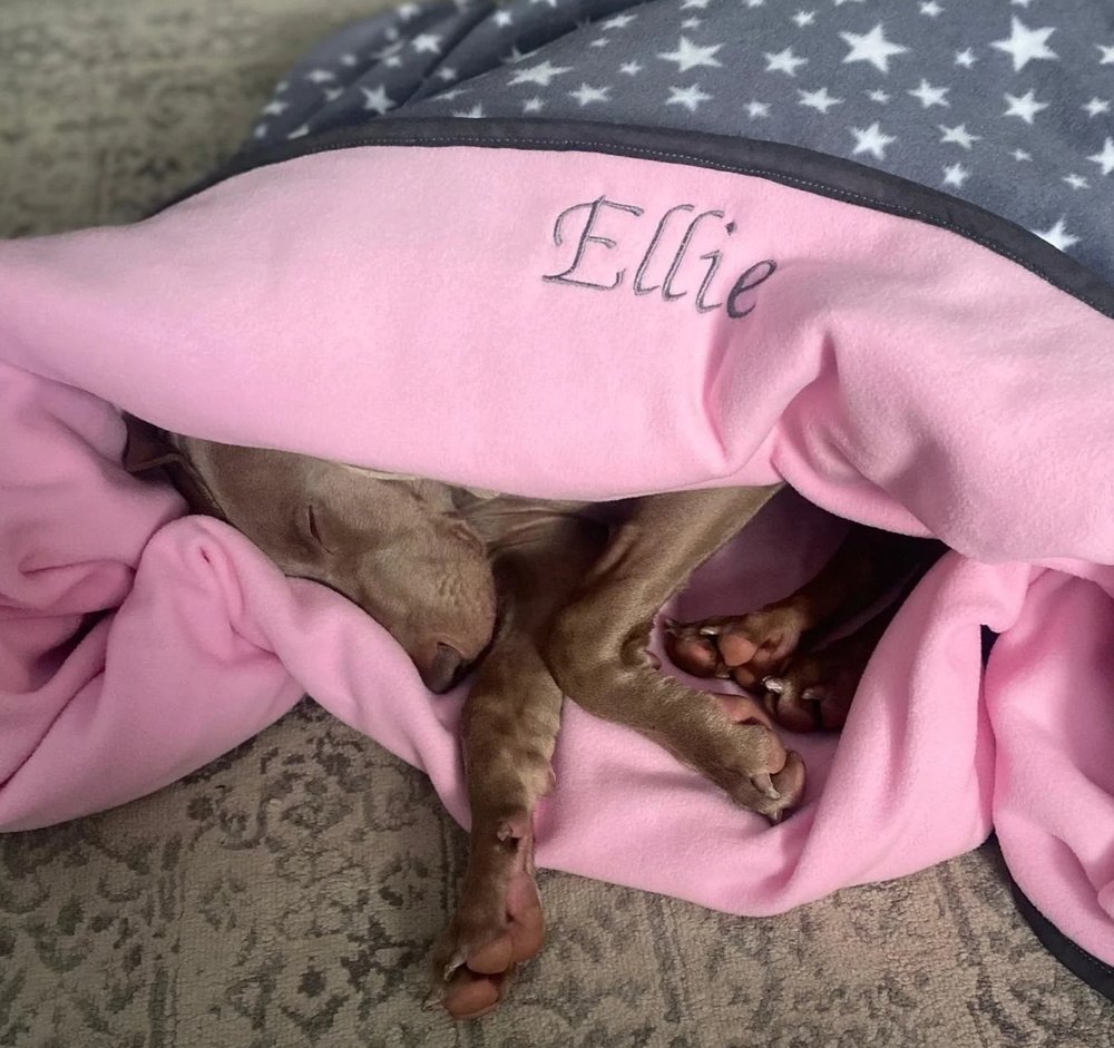 Dog snuggled under a blanket