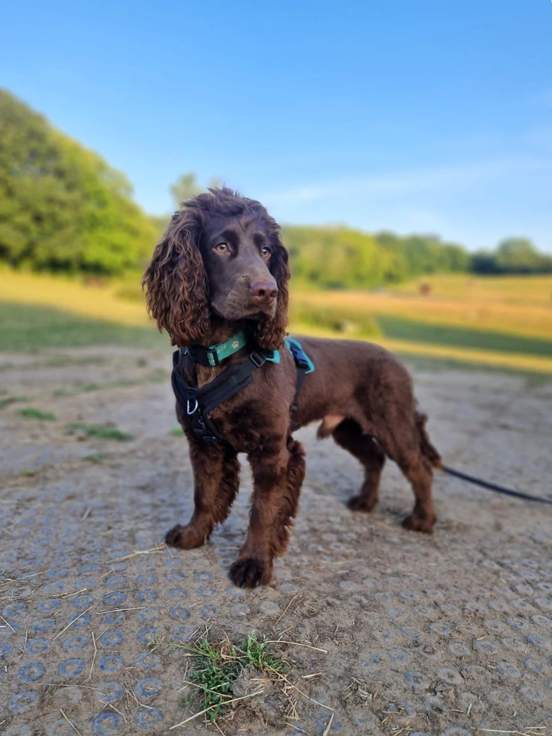A spaniel puppy is well-behaved and standing calmly after help from Molly Fisher of Raising My Rescue