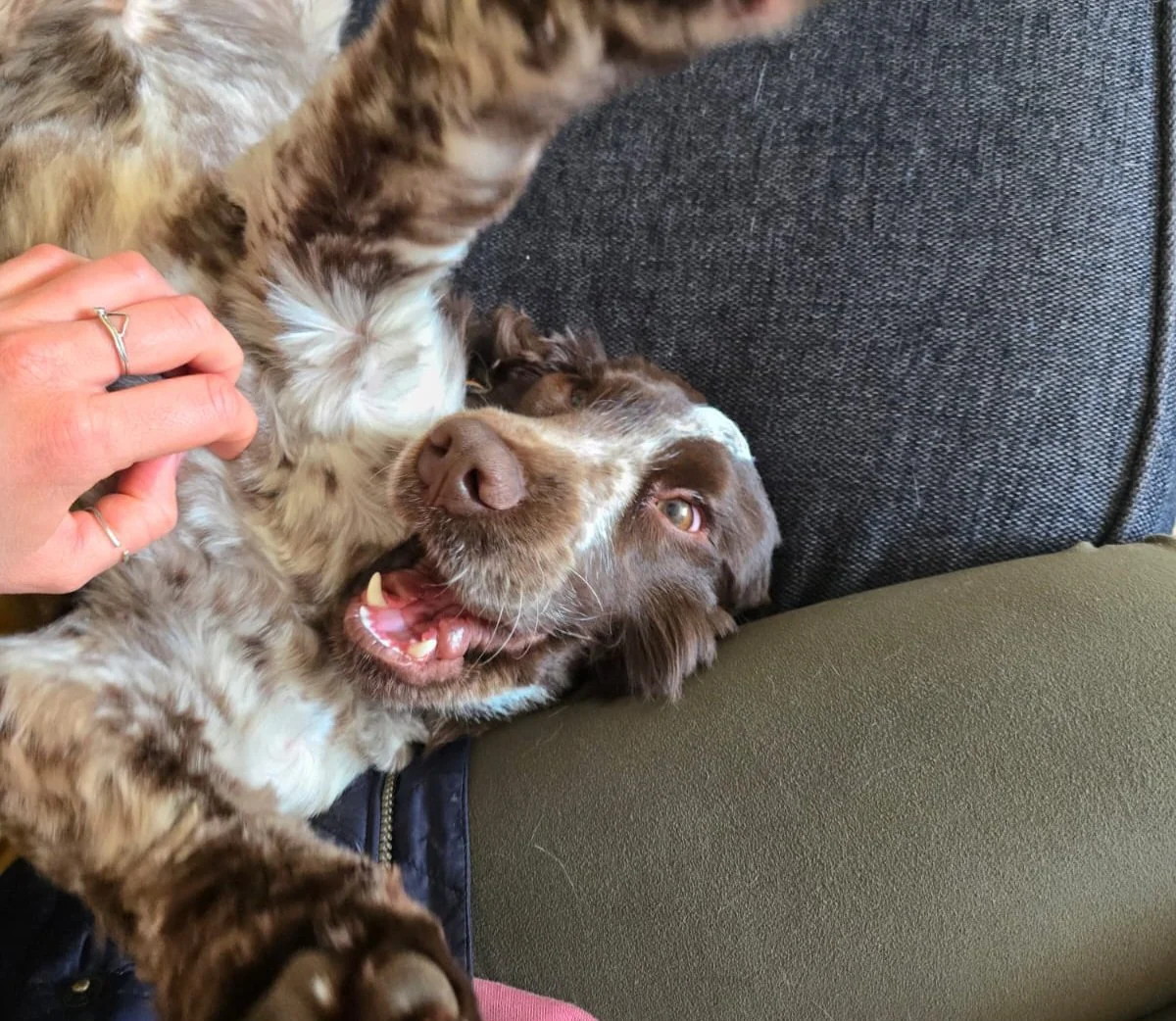 Spaniel-Puppy-Training