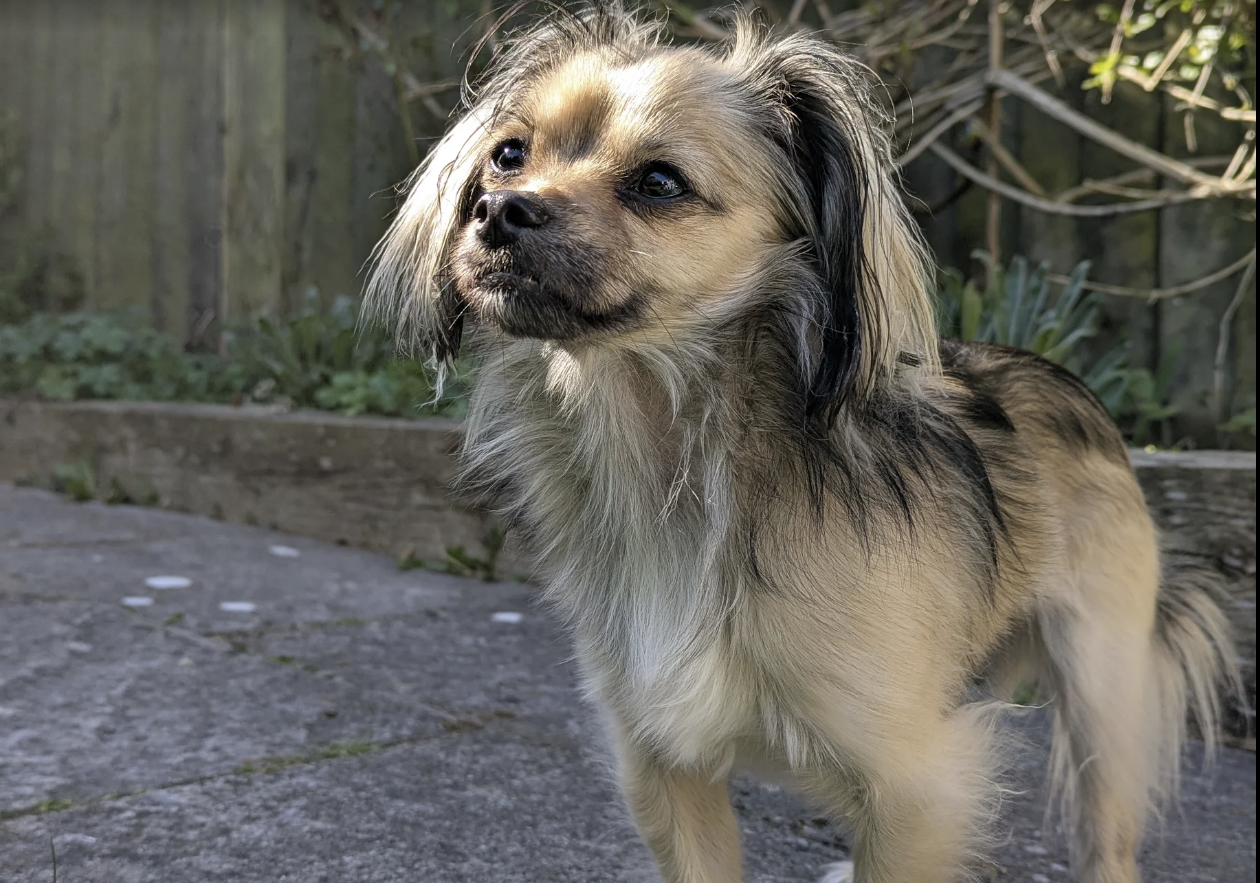A little dog appears calm. He is a romanian rescue who has been supported by Molly Fisher and the Rescue Dog Club