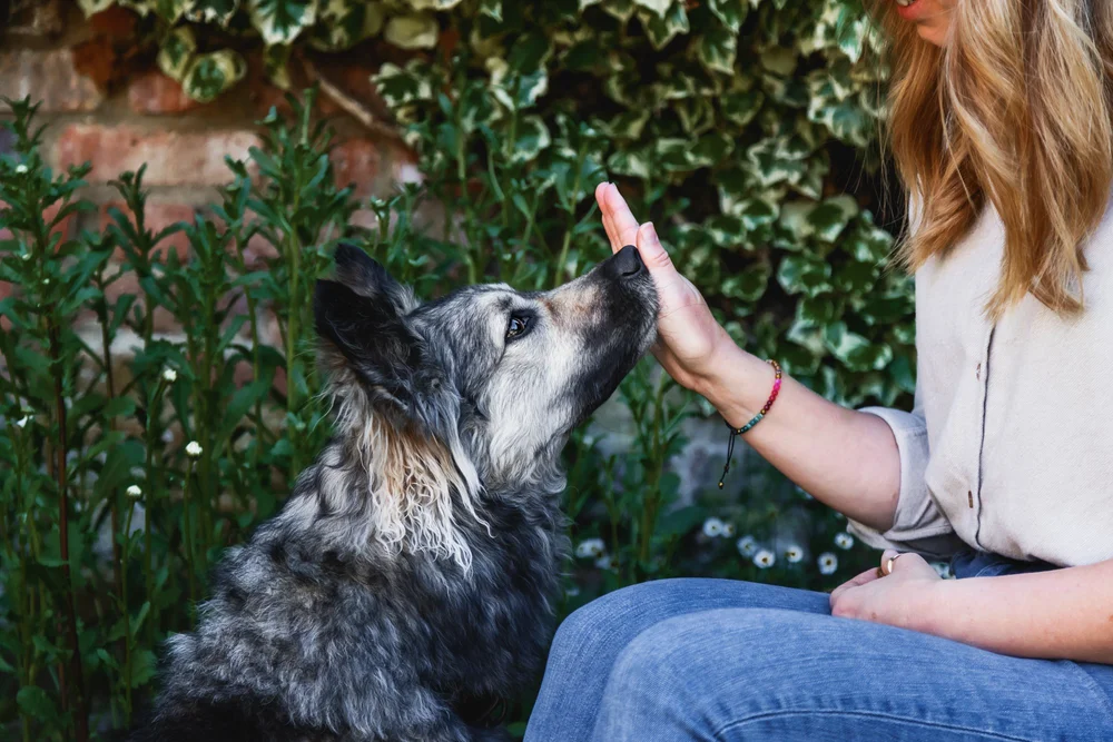Dog touching a hand with its nose