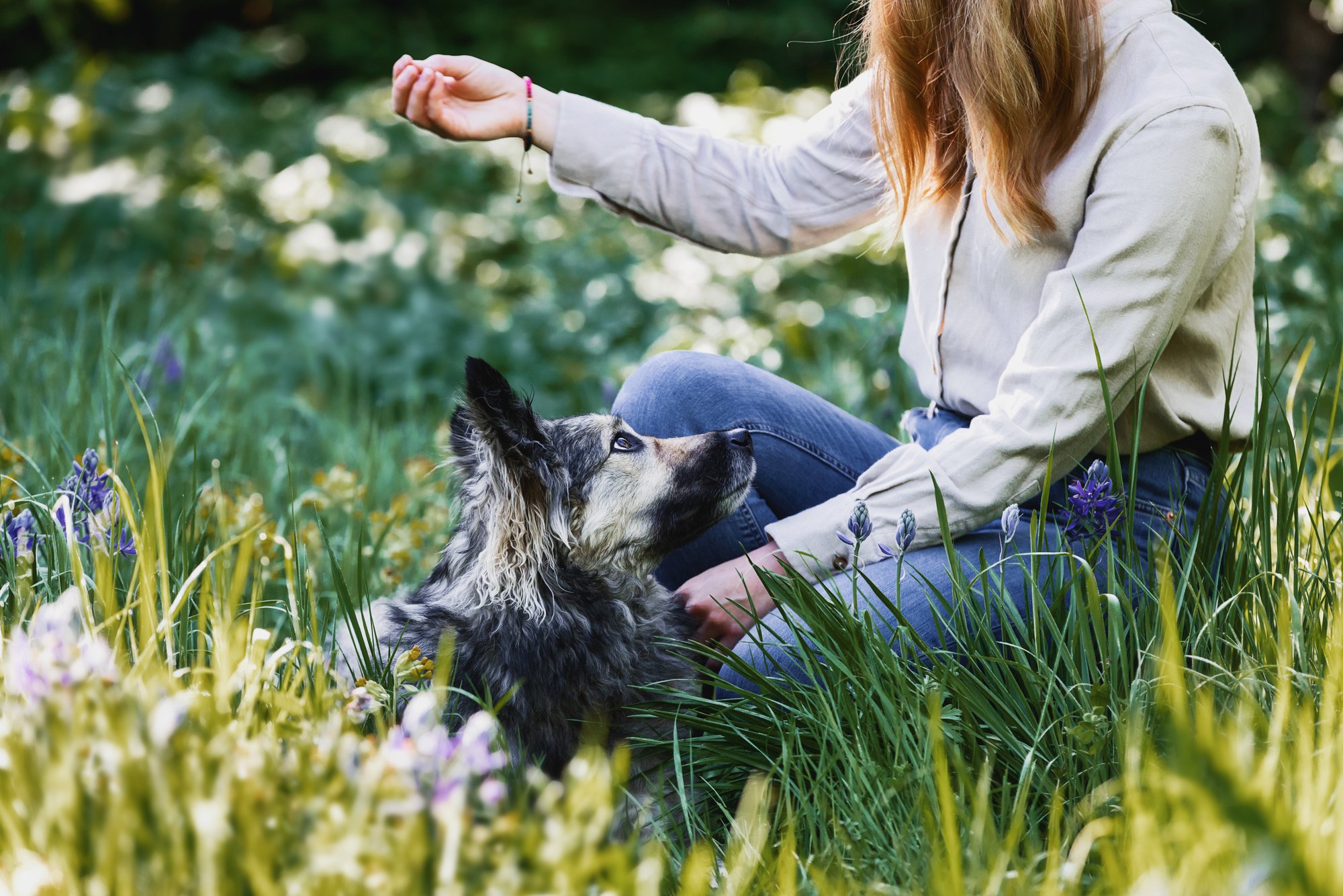 Training Tool Myths That Can Harm Rescue Dogs