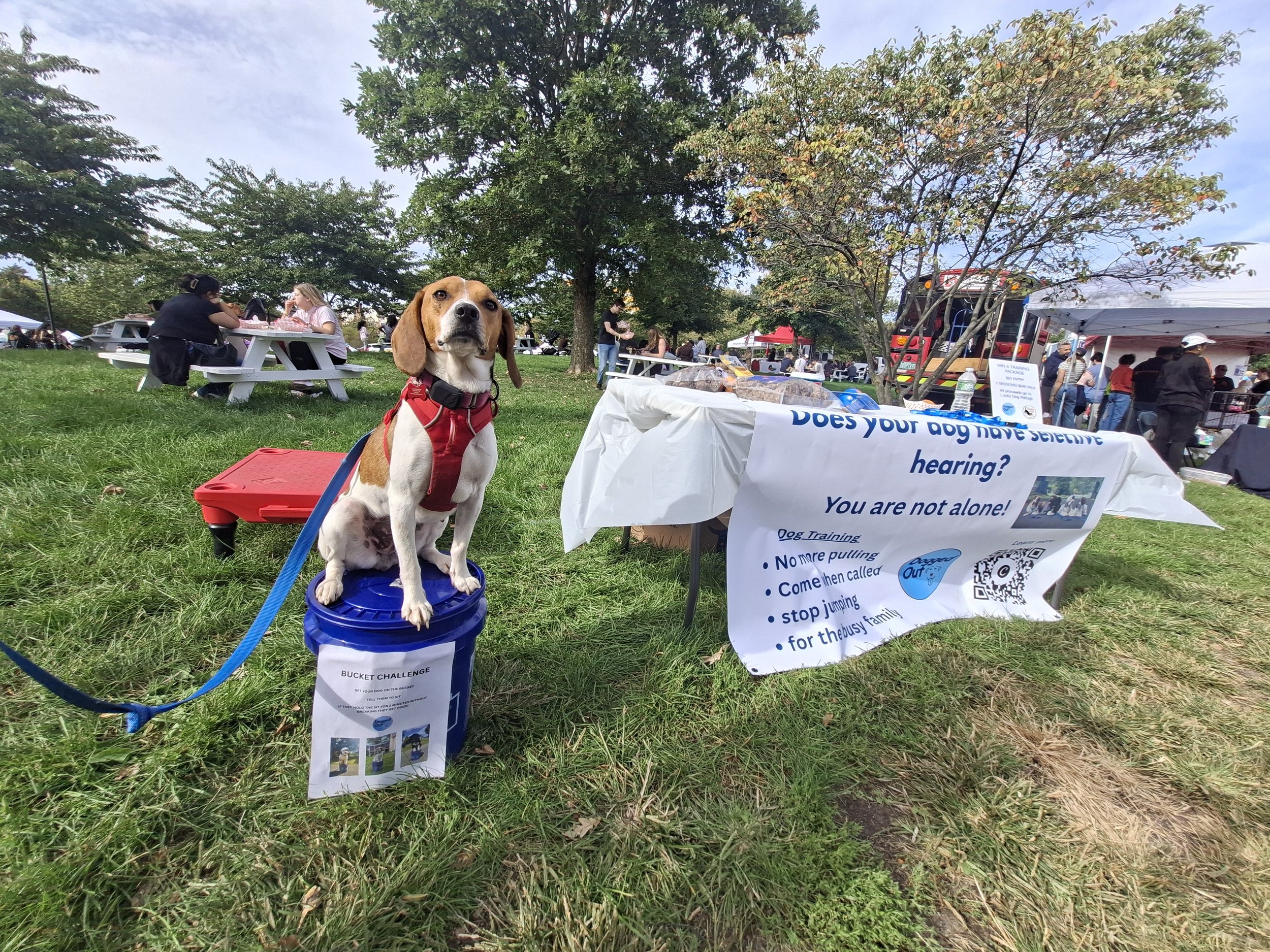 Beagle building confidence and becoming less anxious through dog training
