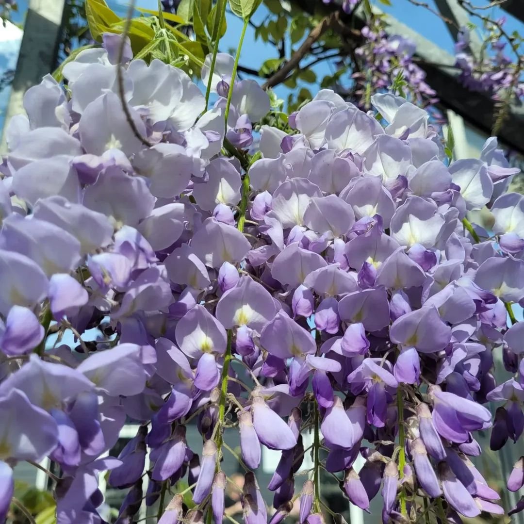 Plants and garden centre at Glenbarr Stores