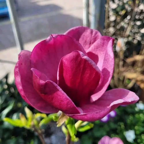 Seasonal plant displays at Glenbarr Stores
