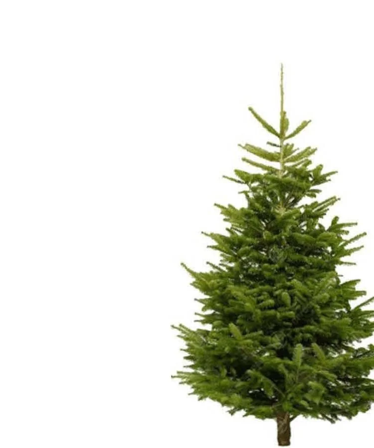 nordmann-fir.jpg