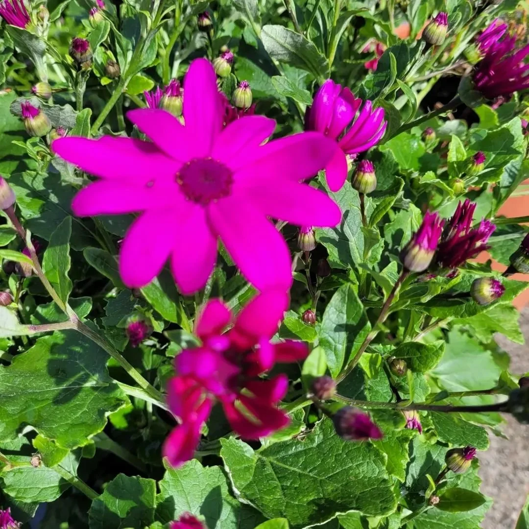 Garden centre plants at Glenbarr Stores