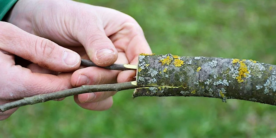 Bud Grafting Workshop