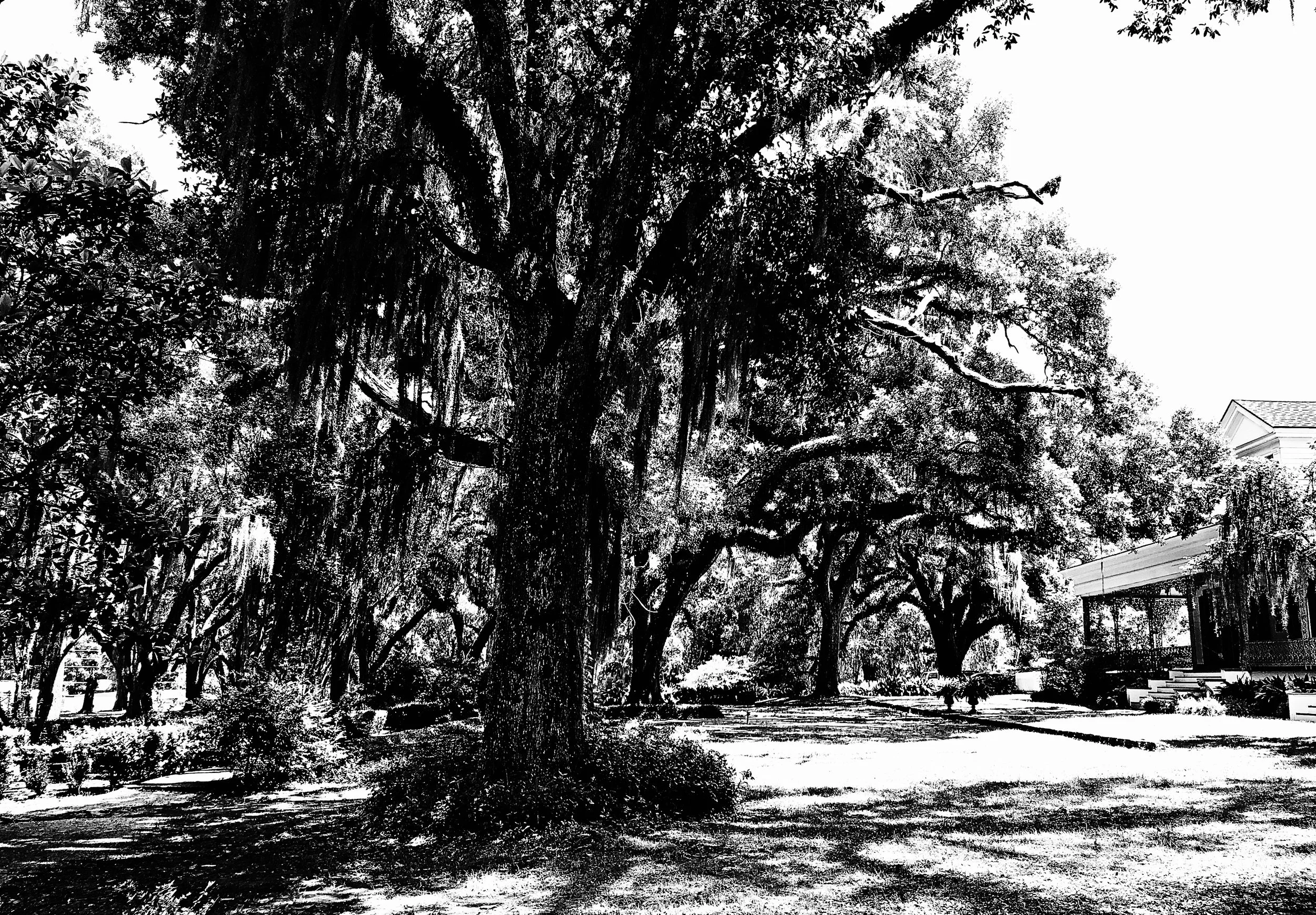 The Myrtles  - bw.jpg