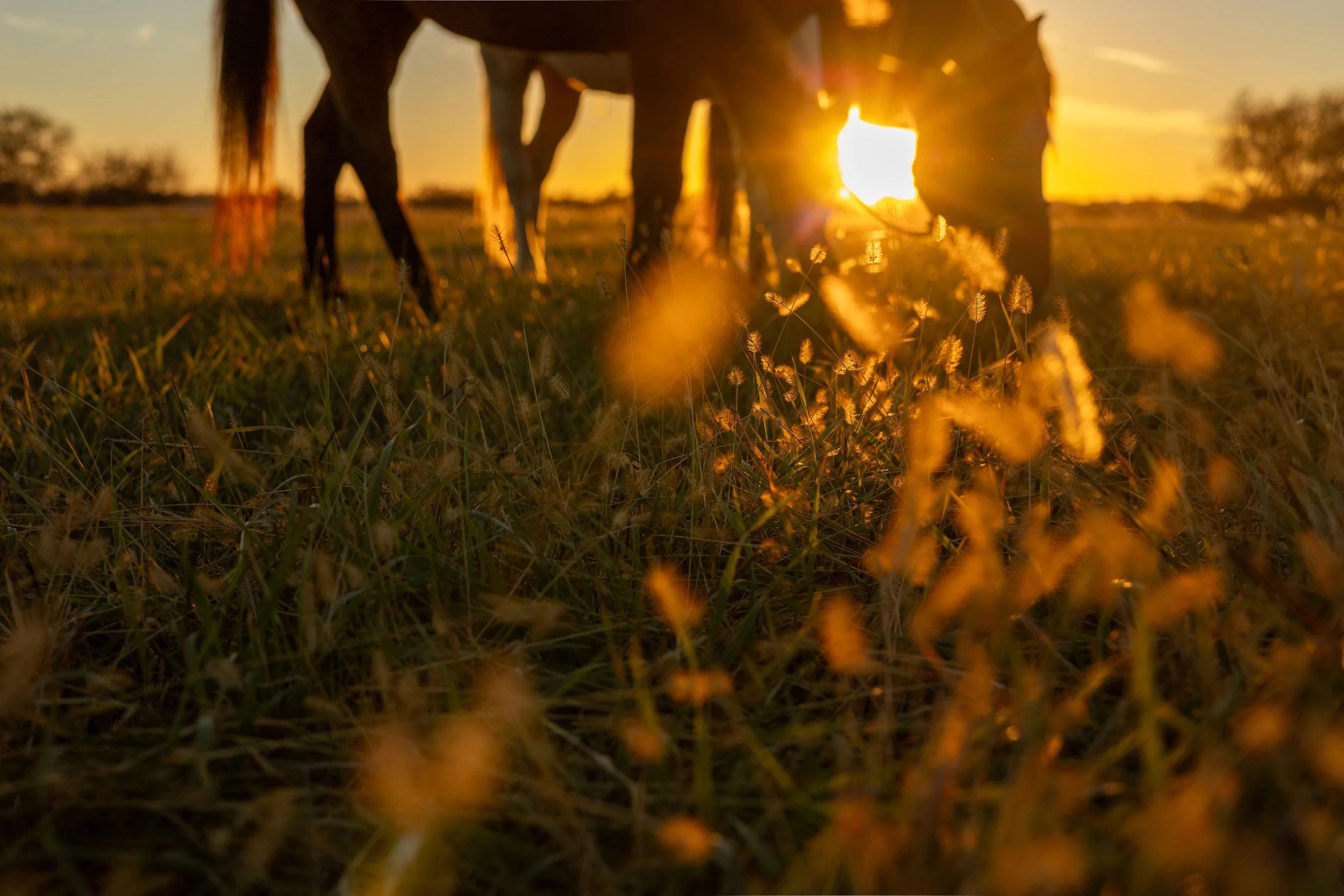 Horse With Sunset and Golden Hour Light.jpg