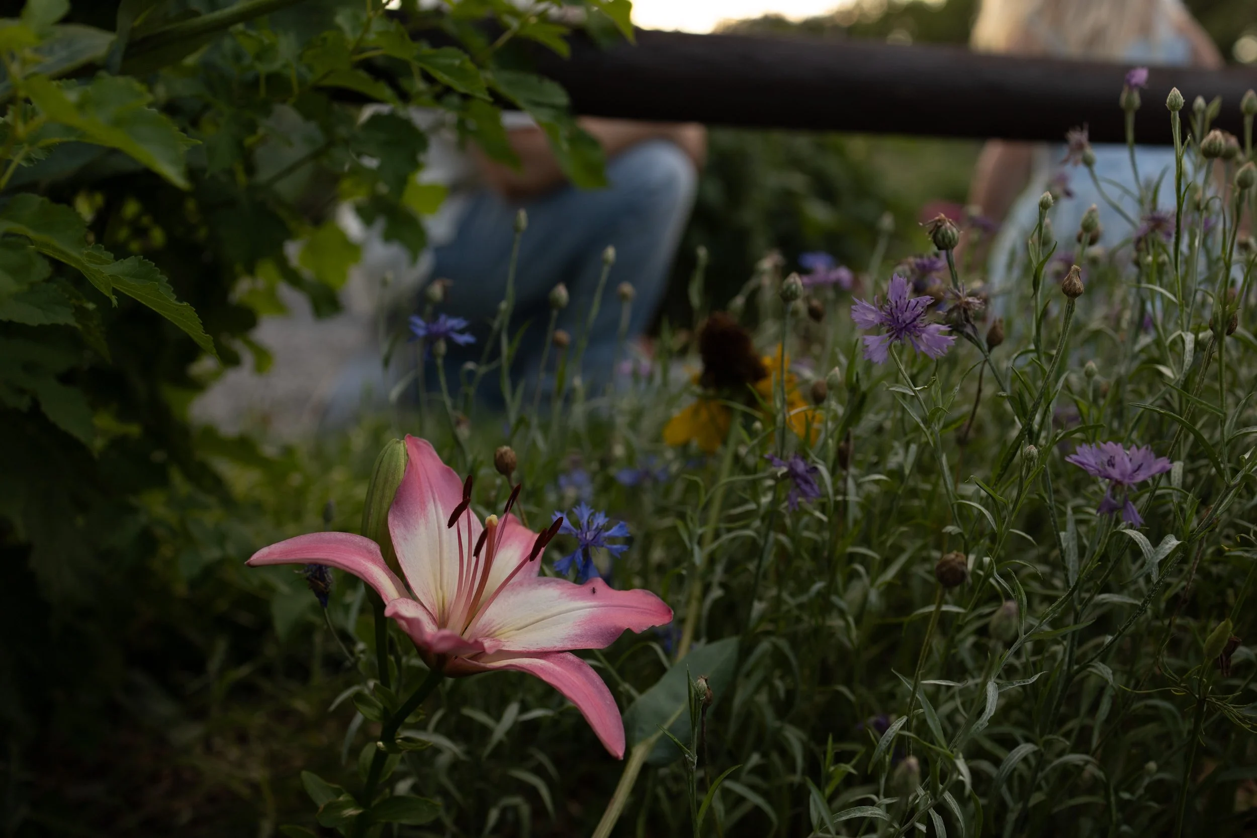 A pink lily flower in the foreground with purple and white flowers surrounding it, green foliage, and a family in the background during a wichita, ks family photo session