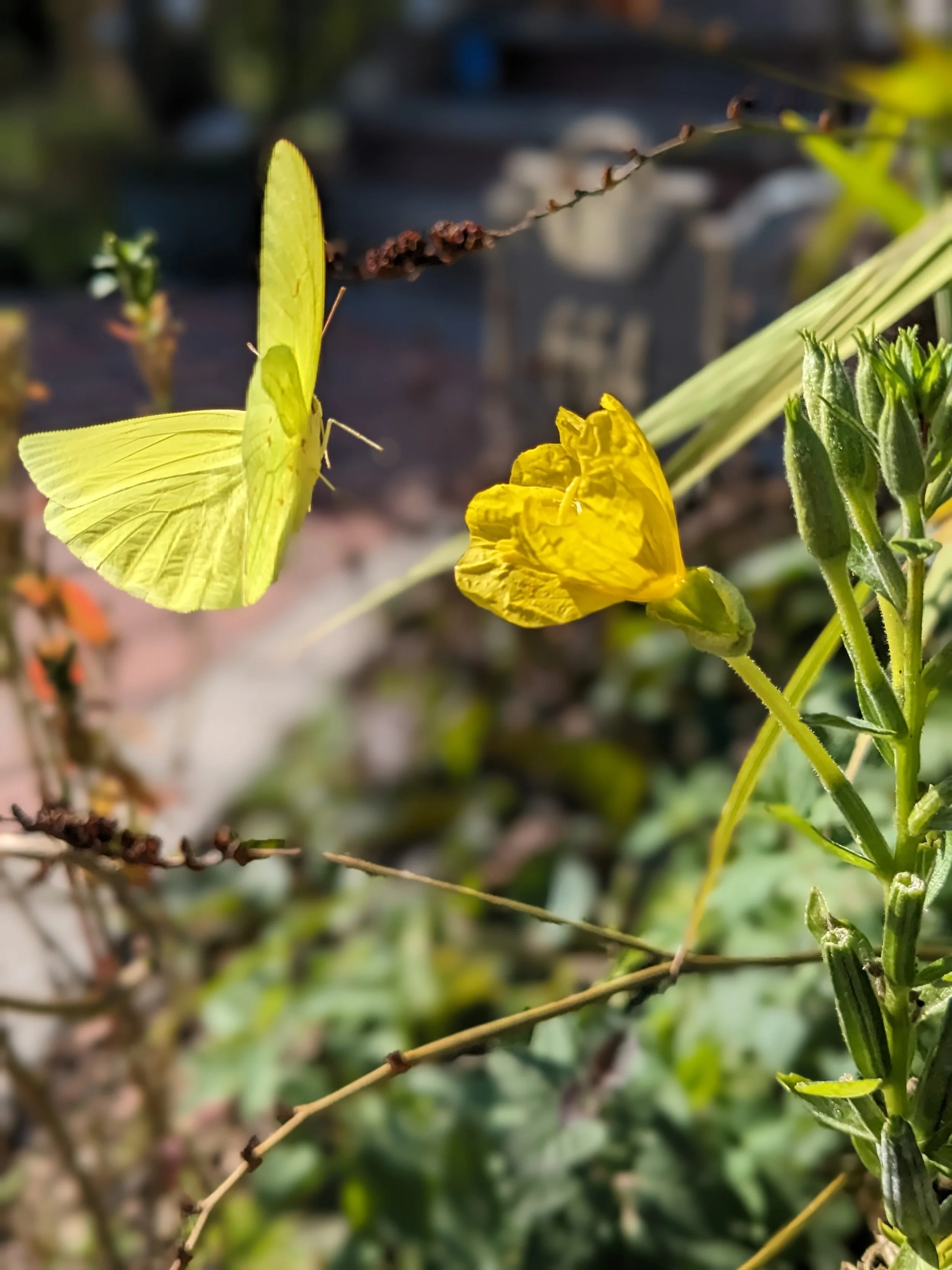 Oenothera biennis