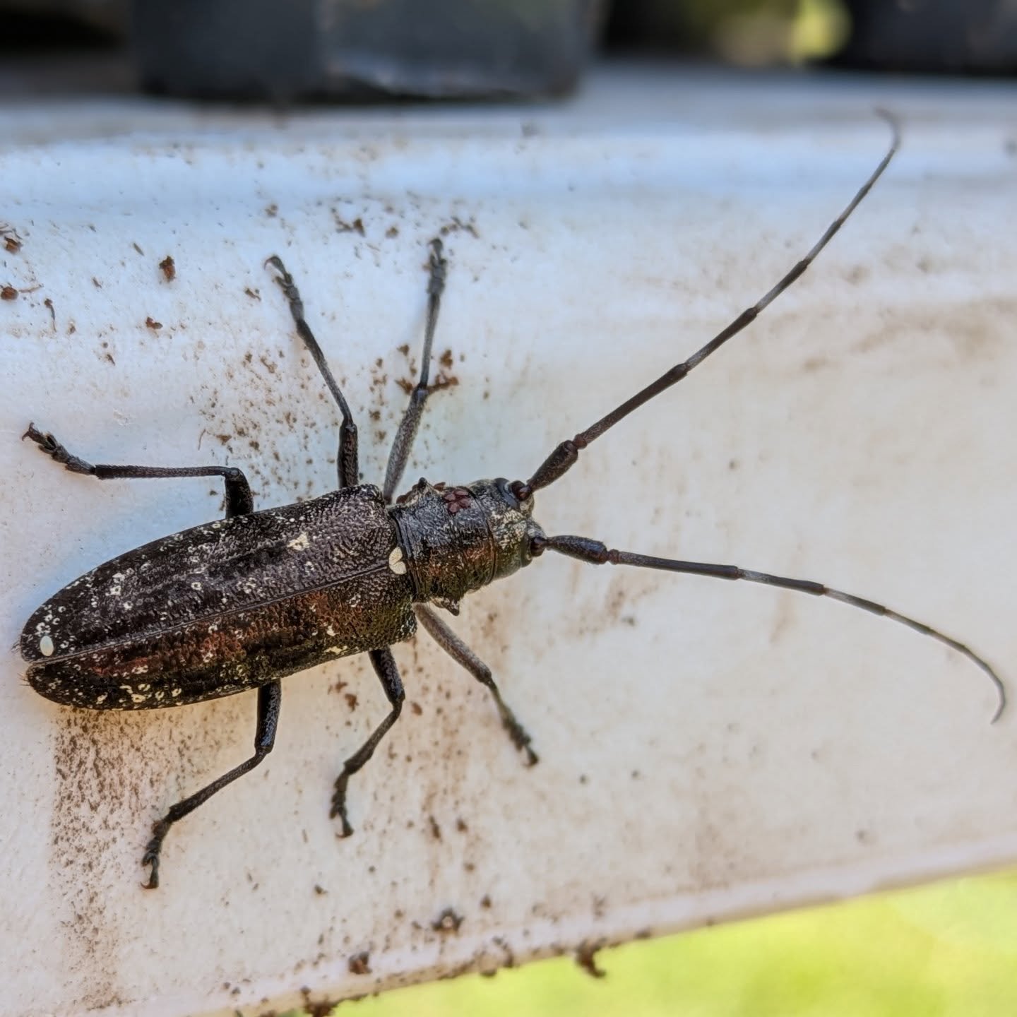 A female White-Spotted Sawyer (Monochamus scutellatus) lent a hand potting up seedlings this past weekend. 

This long-horned beetle is a wood-borer that primarily feeds on conifer needles and twig bark (Eastern White Pine, Pinus strobus, being its p