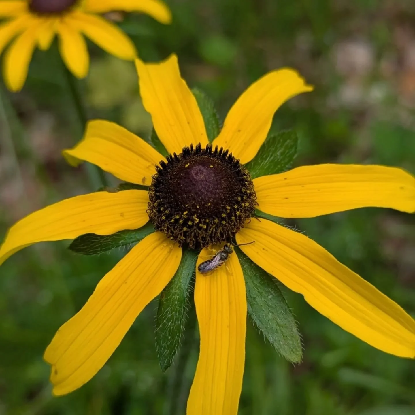 Some summer blooming natives that volunteered their services this year after rewilding our property:

1. Black-Eyed Susan (Rudbeckia hirta)
2. White Wood Aster (Eurybia divaricata)
3. Common Evening Primrose (Oenothera biennis)
4. Wild Cucumber (Echi