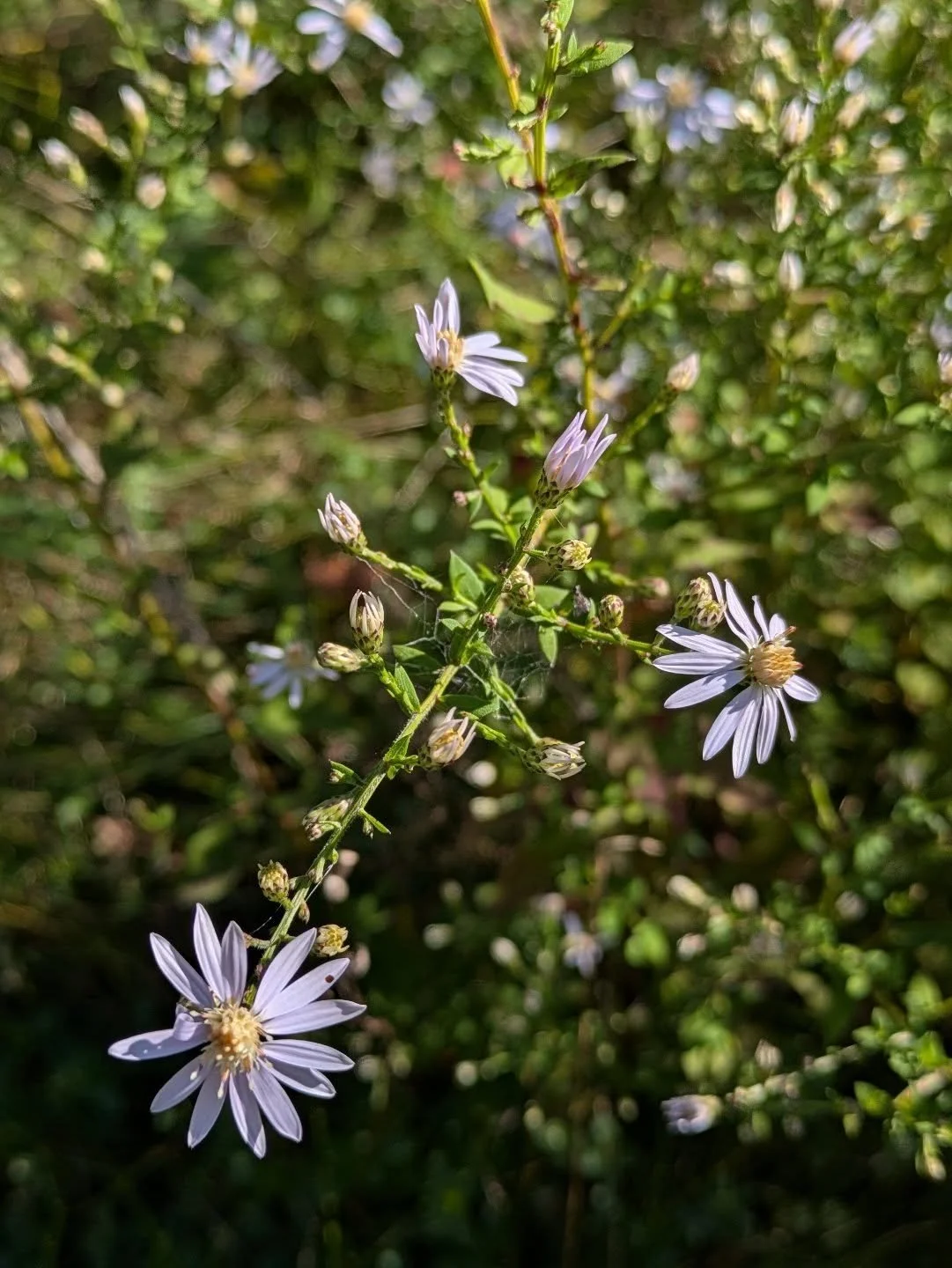 Blue Wood Aster (Symphyotrichum cordifolium) and plenty more joining me @williamstownmafarmersmarket tmw.

This species in particular is a late season bloomer, extending the floral resource season for our native bees. This low grower (3ft tall on avg