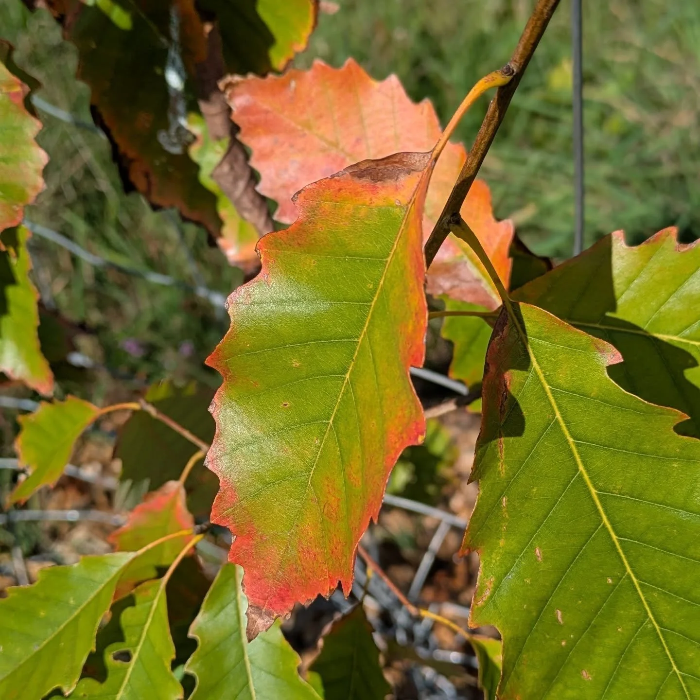 Will have a few oaks with me @pittsfieldfarmersmarket today. Sales of these will benefit Berkshire Conservation District.

Come chat about the incredible ecological benefits of adding oaks to the landscape, esp in relation to their pollination servic