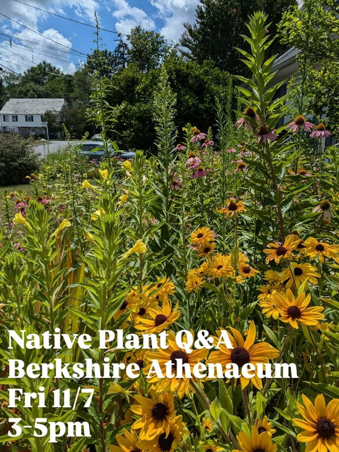 Super excited to be at @berkshireathenaeum tomorrow during their seed library event (Nov 3 - Nov 15). Stop by between 3 - 5pm with any questions related to seed starting, garden design, local pollinators, natural pest control, etc. There will be free