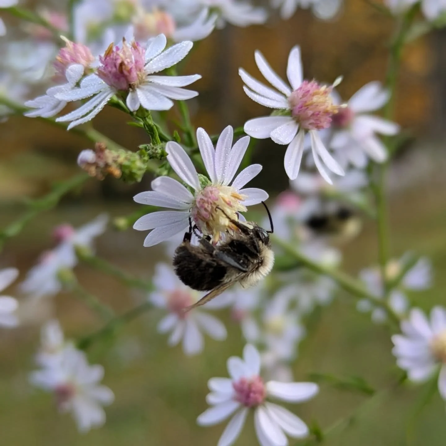 As snow begins to blanket the Berkshires, here are a few of my favorite colorful shots from the nursery this fall:

1. Bumblebee collecting pollen from Blue Wood Aster (Symphyotrichum cordifolium)

2. Wood Frog (Lithobates sylvaticus) sunbathing on t