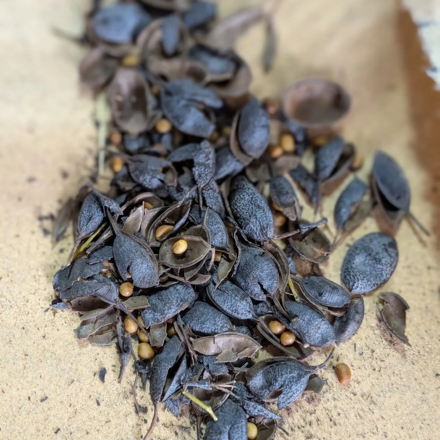 Waking up from social hibernation.

If you've bought seed from me previously, you likely have discovered bonus chaff &amp; plant material for certain species. As much as I'd like to completely clean the seeds as would a large scale nursery, I hand co