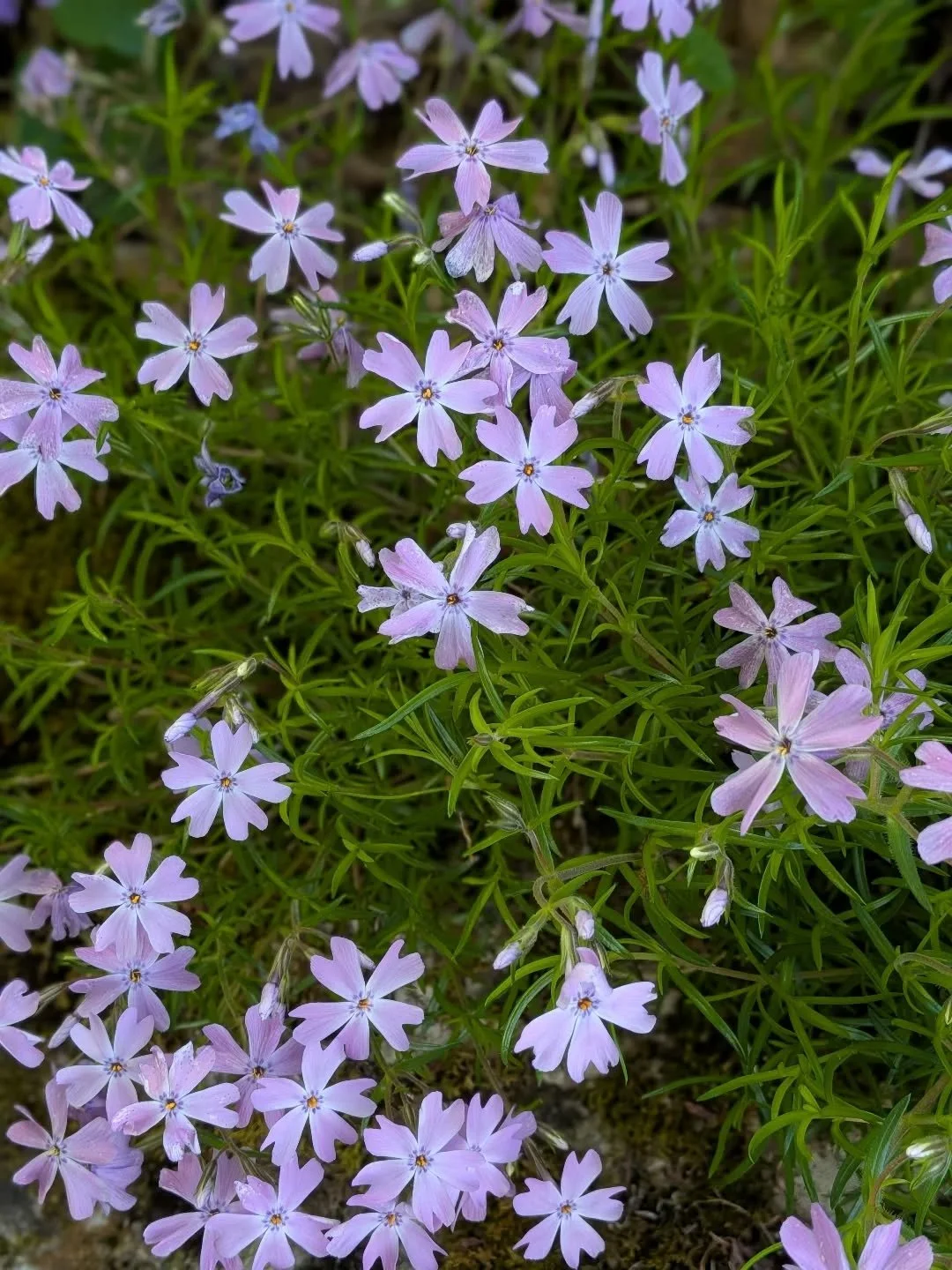 Year 3 of rewilding the property &amp; the first that I've discovered Moss Phlox (Phlox subulata) volunteering on a rocky hillside underneath a patch of mature maples. 

Full - Part Sun

Medium - Dry Soil

~6" tall

Spring blooms 

Great spreadi