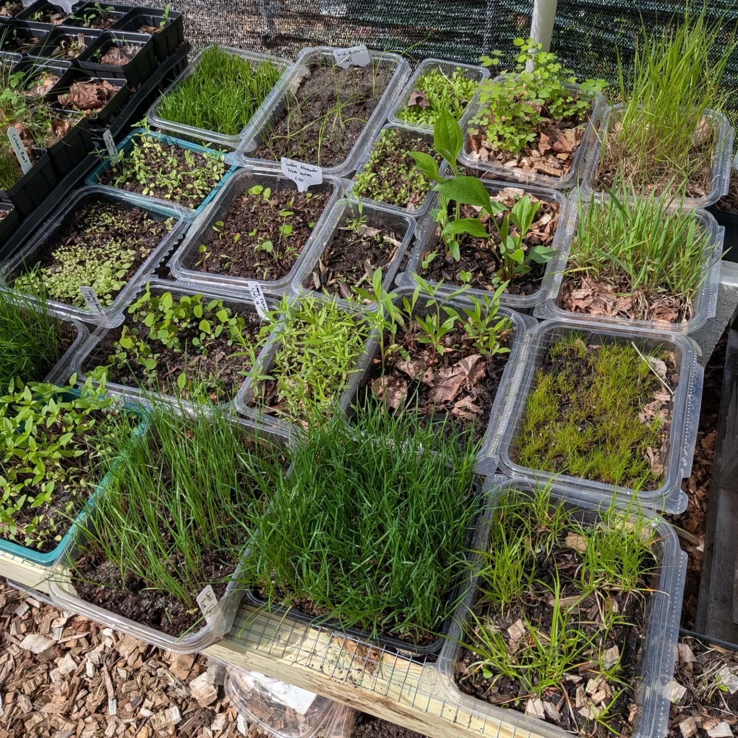 Looking for volunteers to help pot up seedlings one weekend later this month. Will pay in food, drink, and native plants. Experience separating seedlings not necessary -- happy to teach! DM, comment, or email if interested.