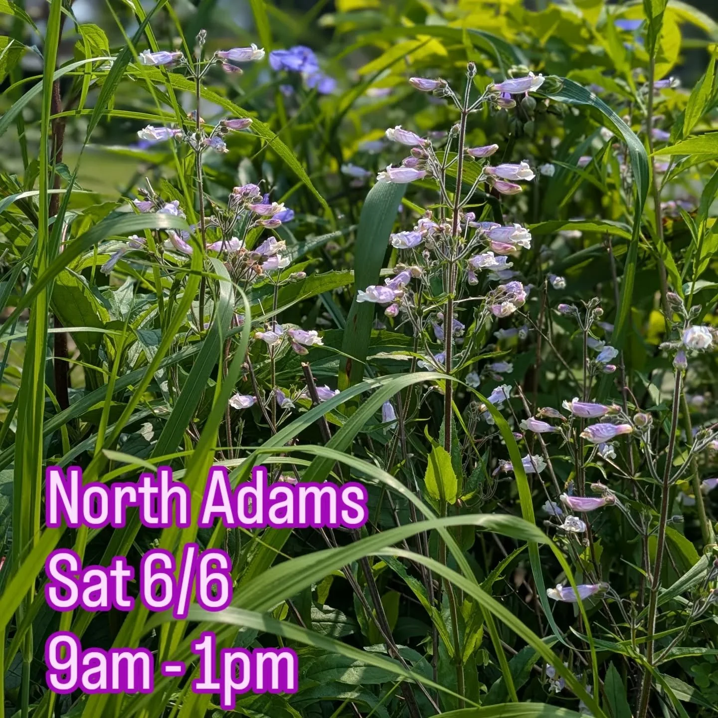 Excited for my first @northadamsfarmersmarket tomorrow morning. Come chat gardening between 9am &amp; 1pm! Inventory is starting to change as the weather warms up (too quickly).
