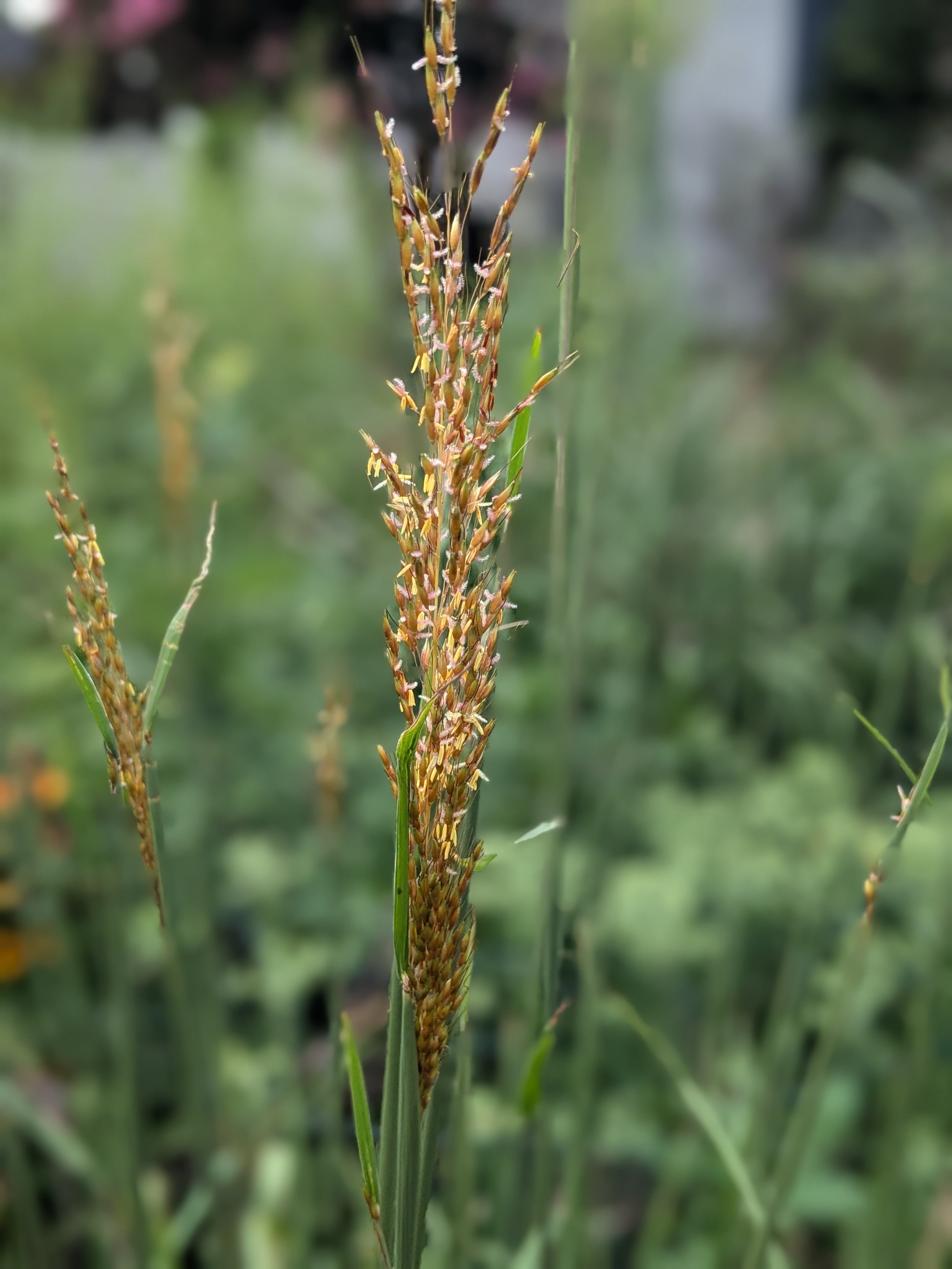 Indiangrass.jpg