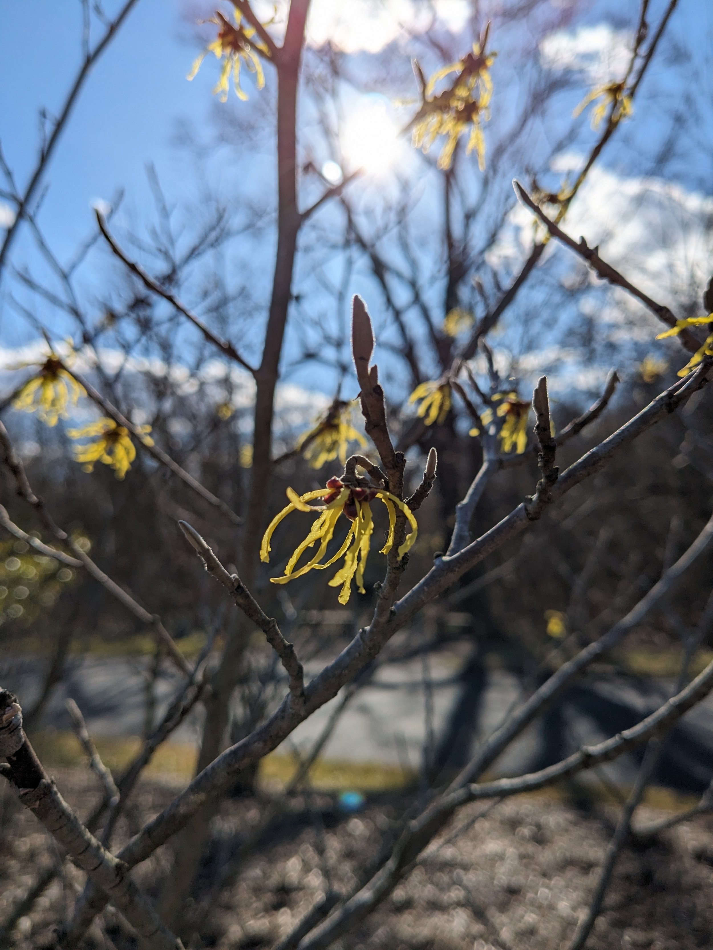 Hamamelis virginiana