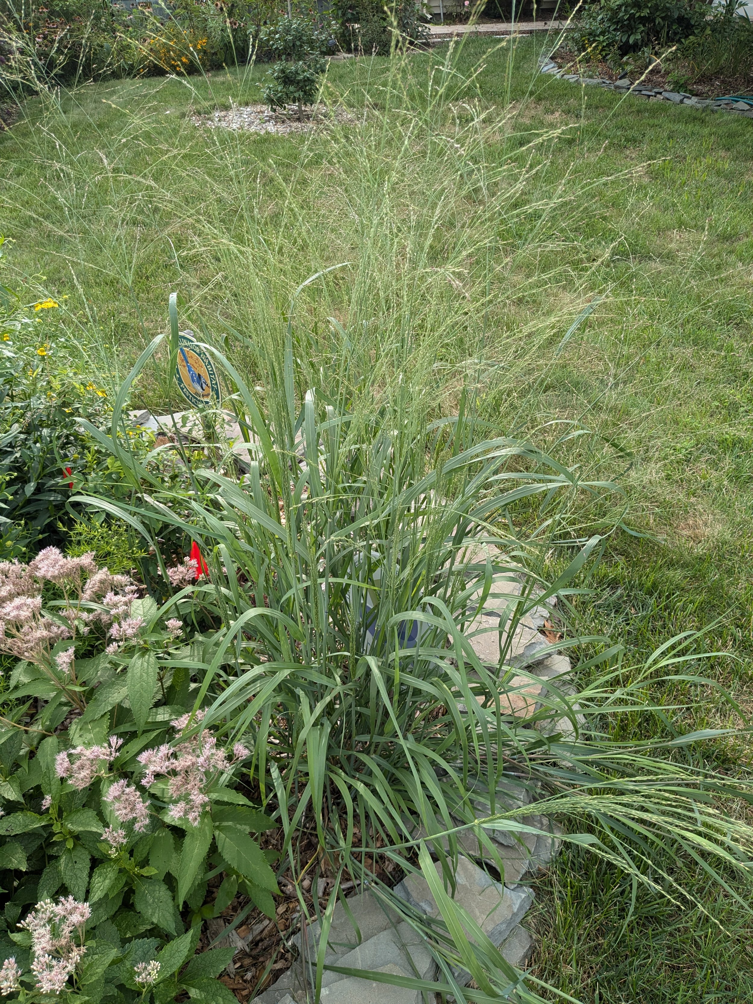 Panicum virgatum