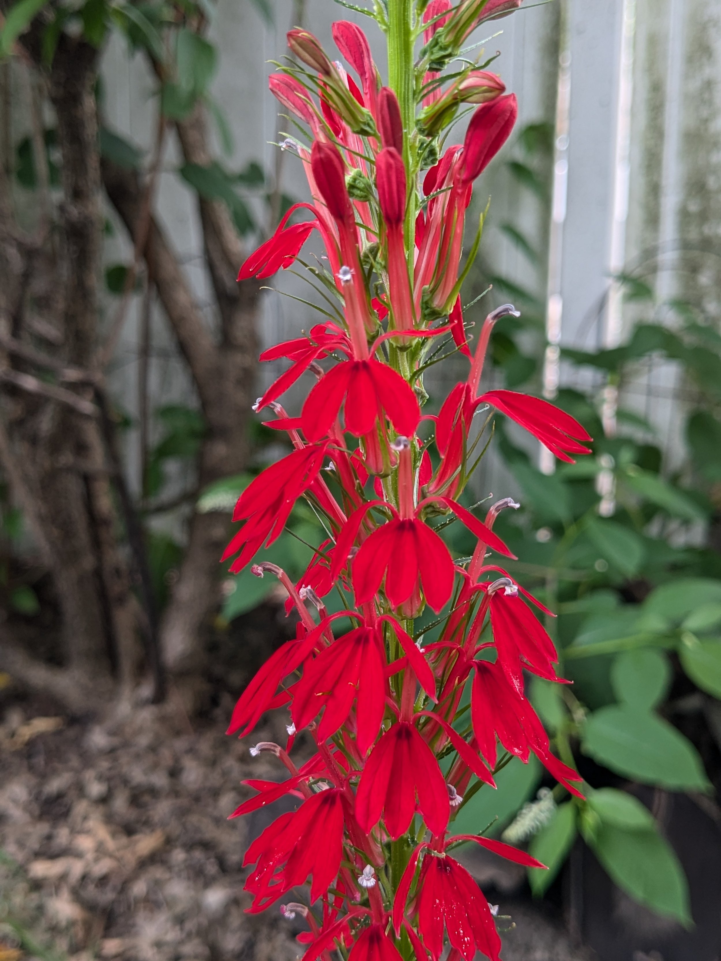 Lobelia cardinalis