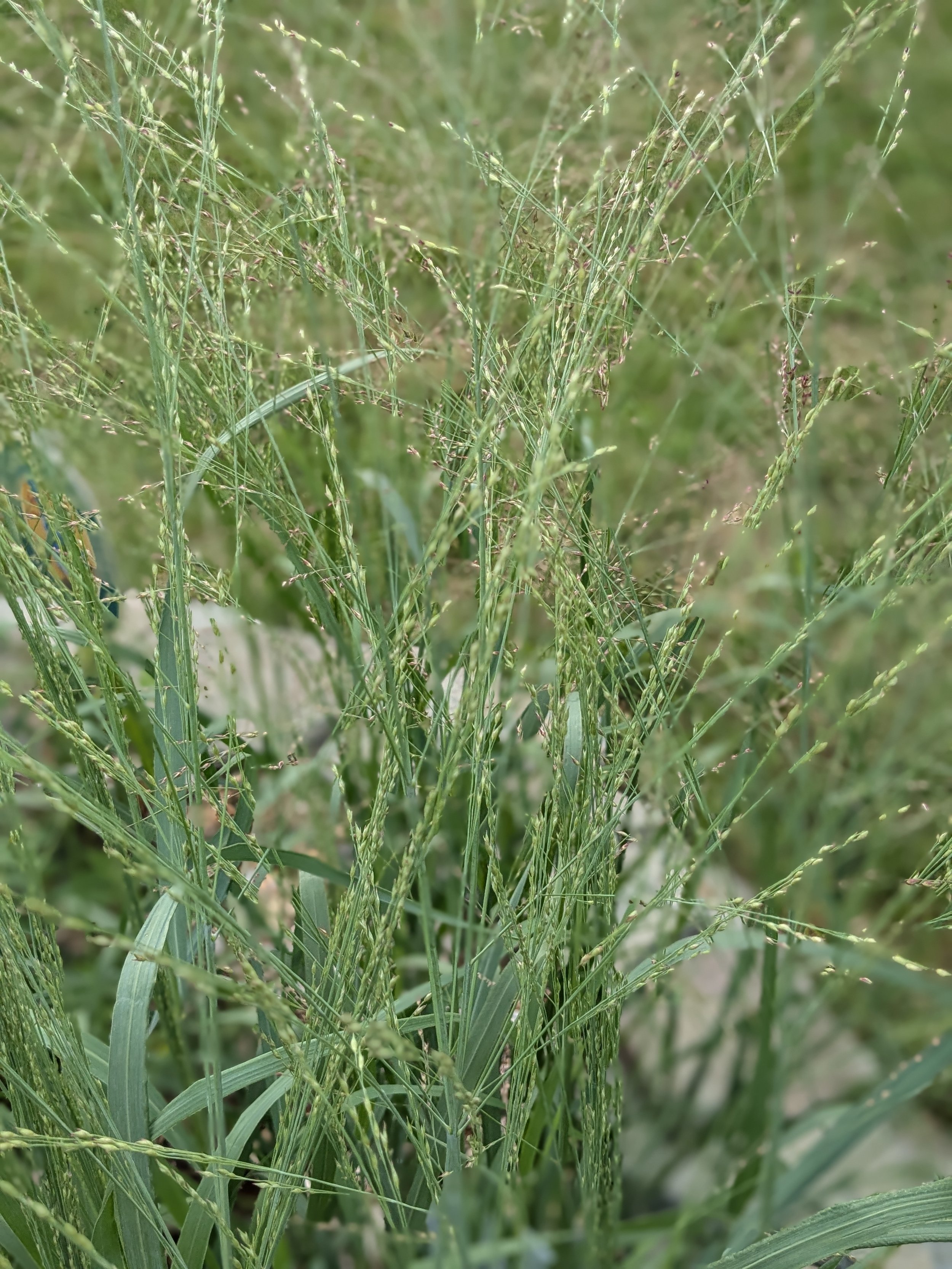 Switchgrass.jpg