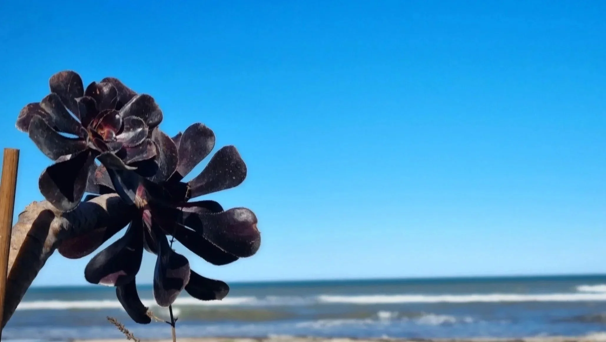 Eine schwarze Pflanze, vermutlich eine Sukkulente, steht vor einem Strand mit Wellen und klarem blauen Himmel im Hintergrund.