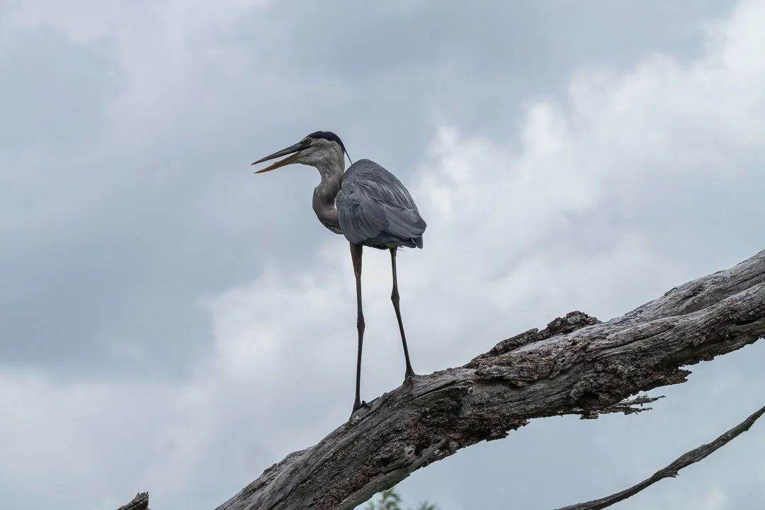 image 6-1-2026-11.jpg